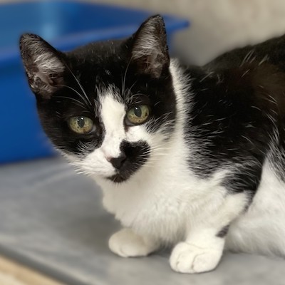 Suzie Q — thumbnail 4