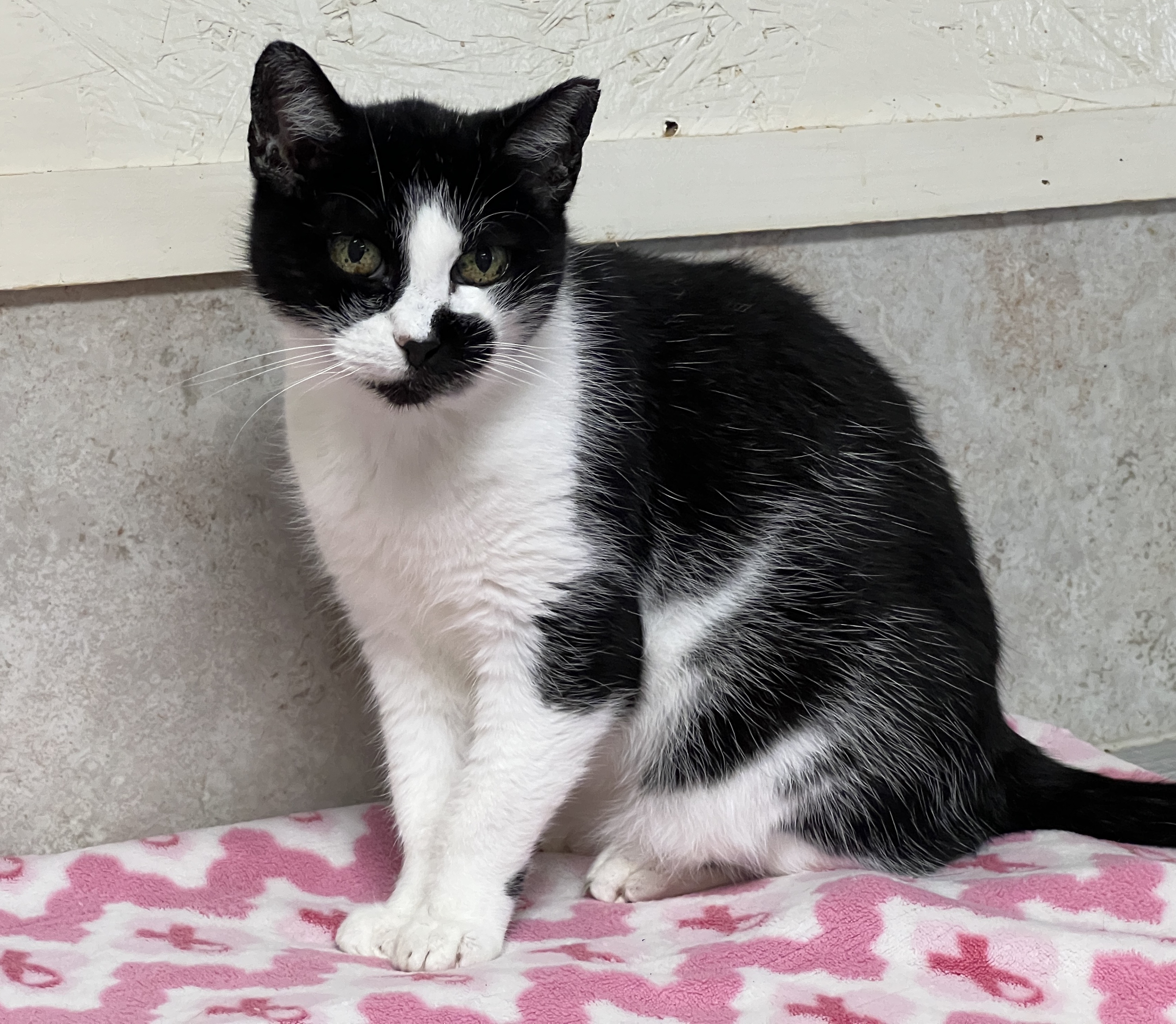 Suzie Q — thumbnail 5