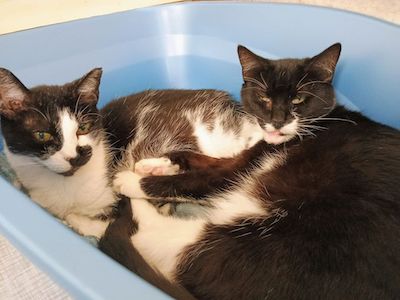 Suzie Q — thumbnail 6