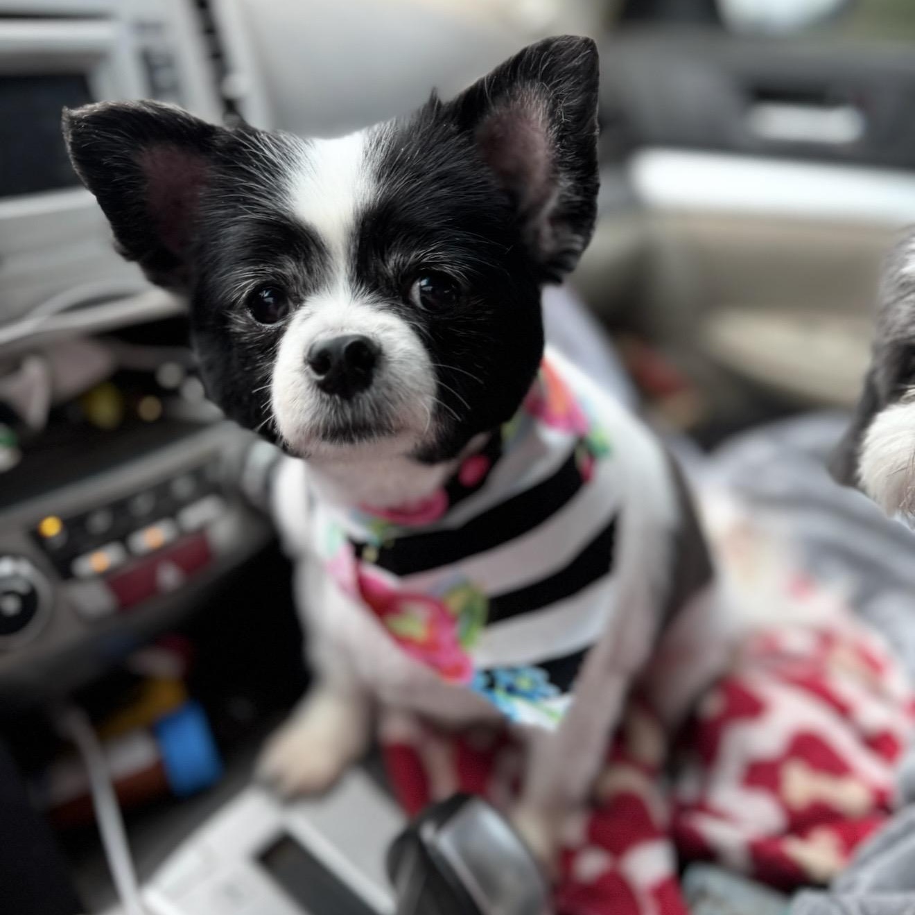 Zelda , an adopted mixed breed in Pelham, NH image 4/6