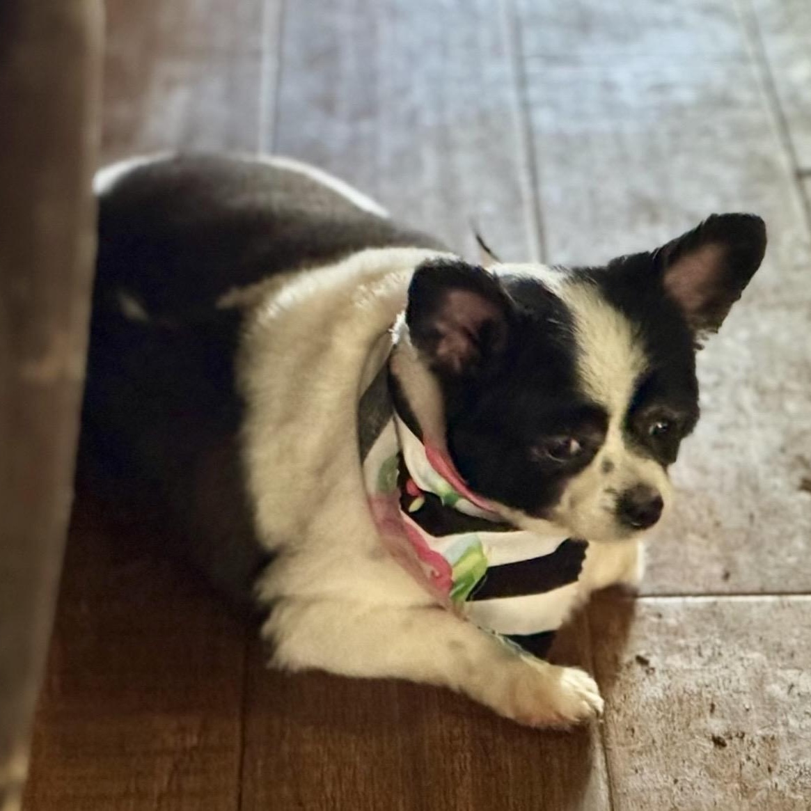 Zelda , an adopted mixed breed in Pelham, NH image 3/6