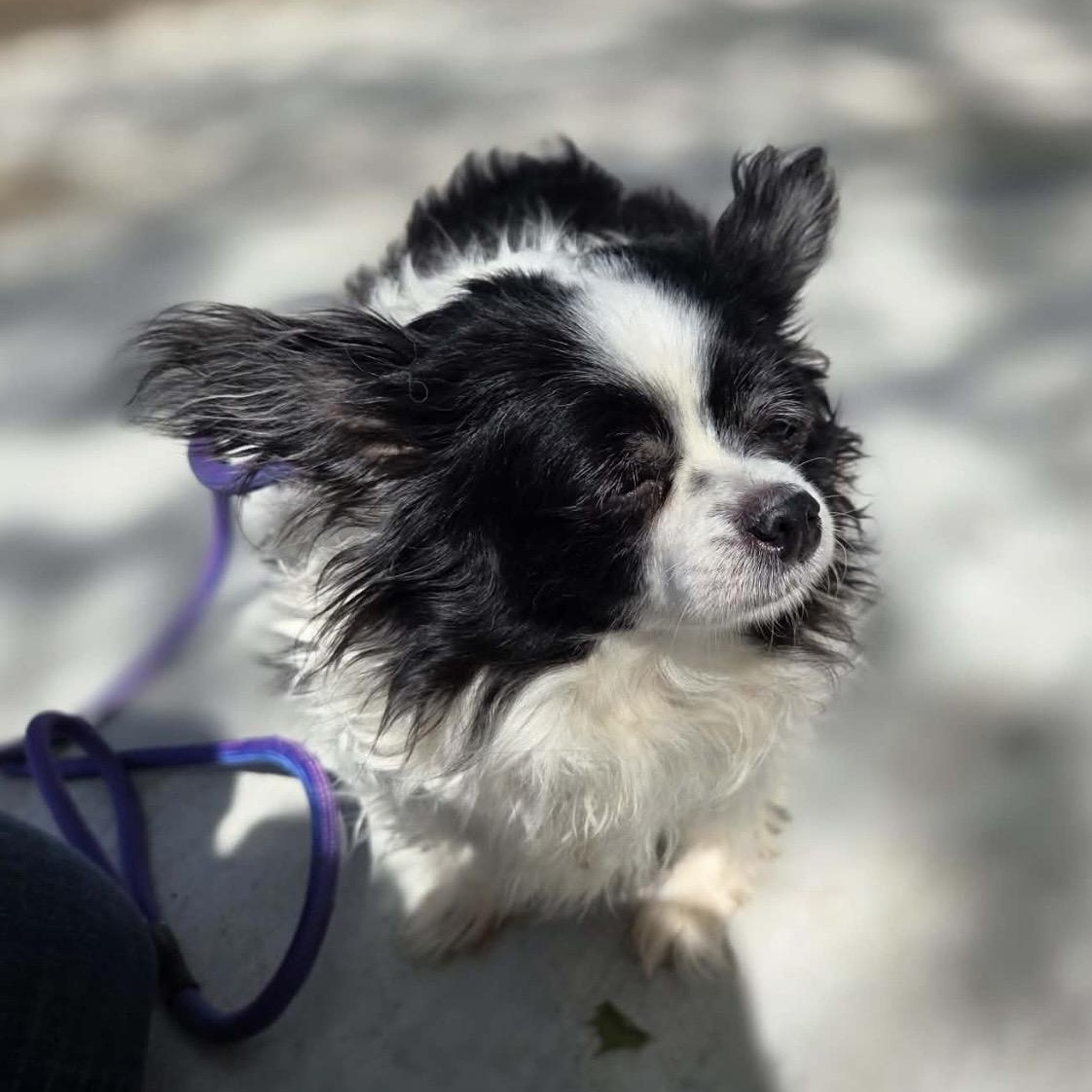 Zelda , an adopted mixed breed in Pelham, NH image 2/6