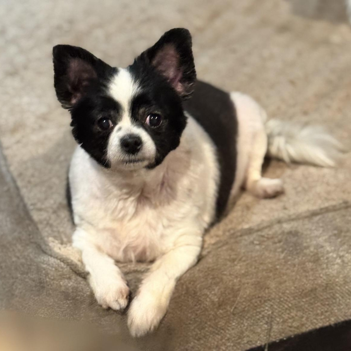 Zelda , adopted, Adult Female Chihuahua & Pomeranian.