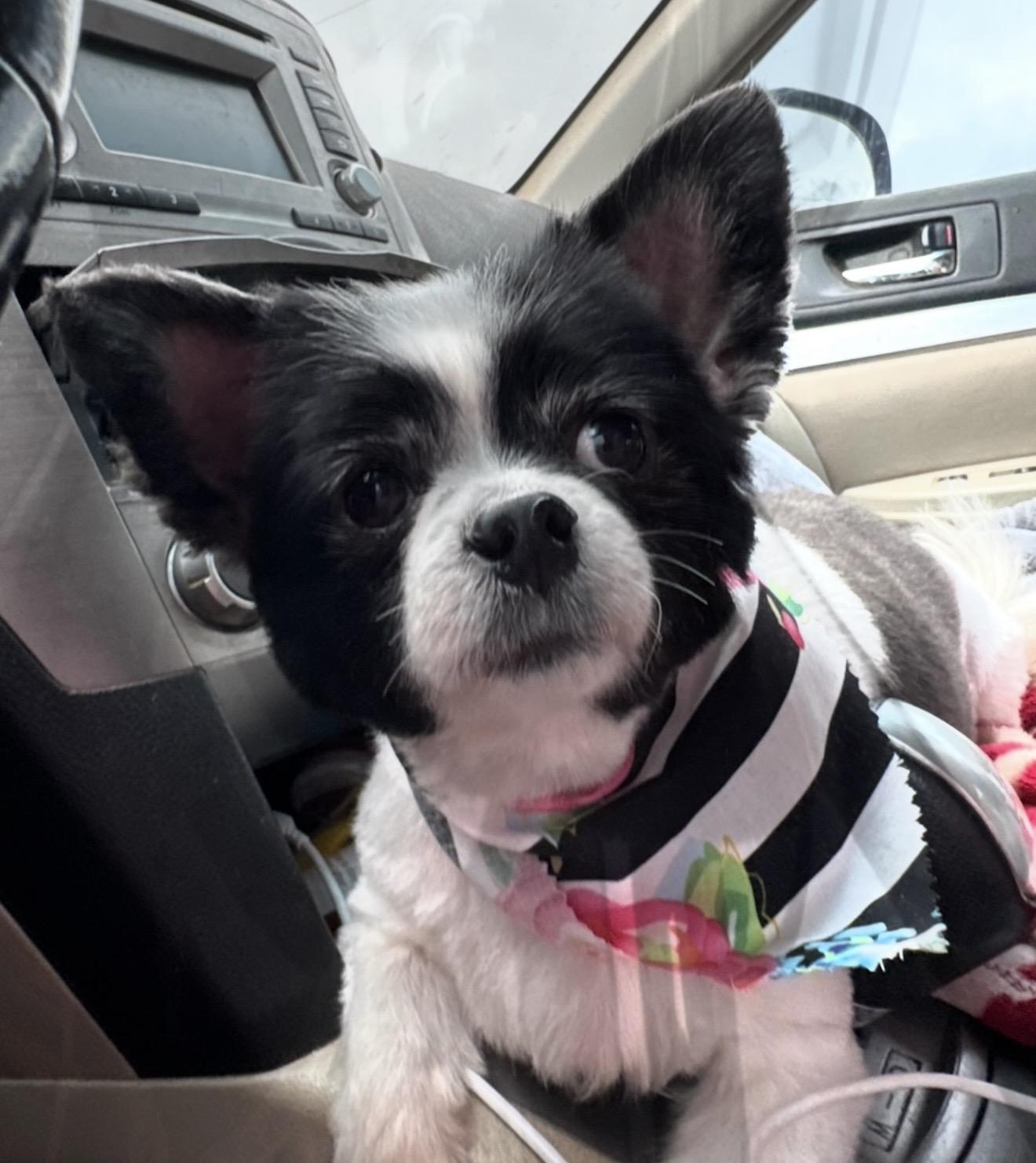 Zelda , an adopted mixed breed in Pelham, NH image 5/6