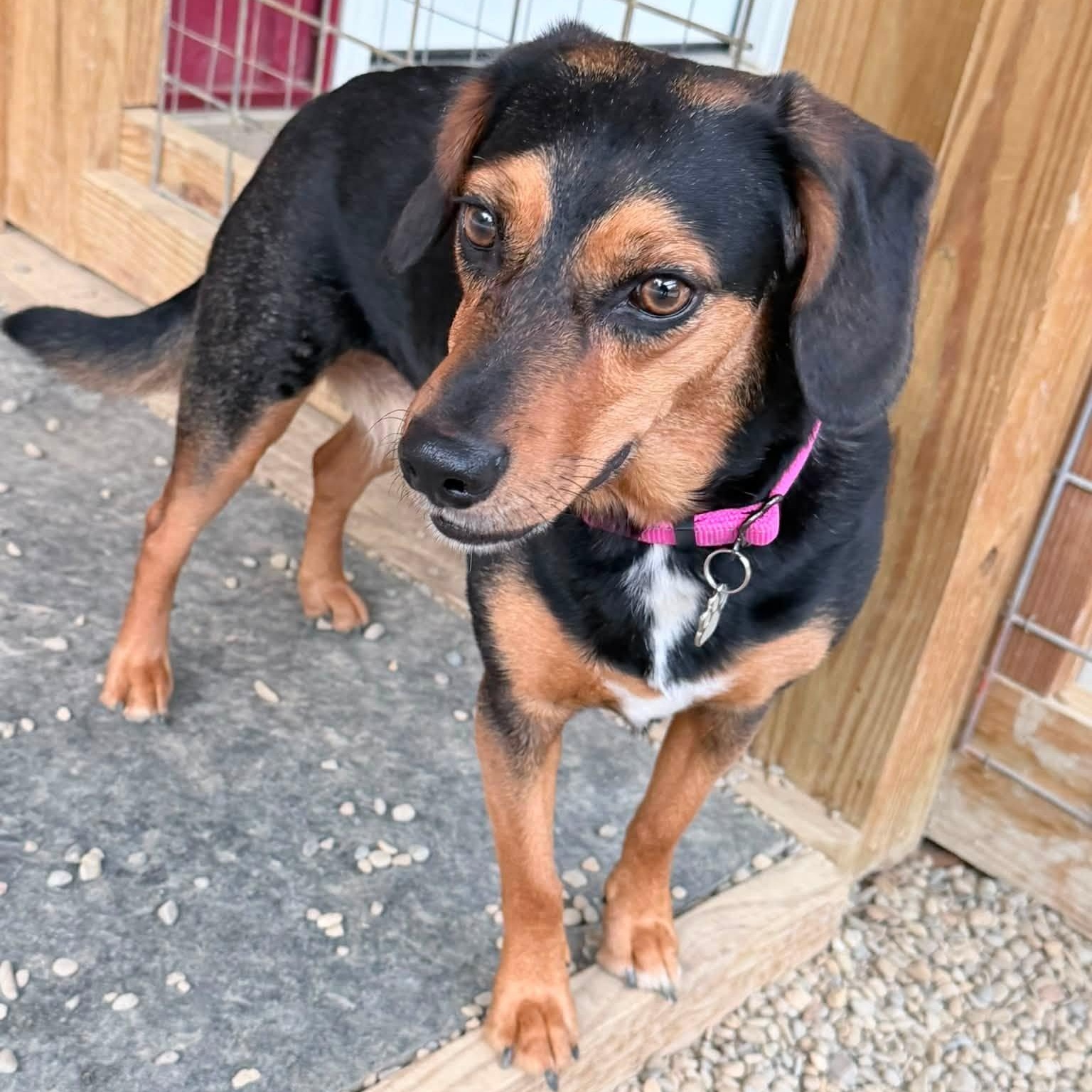 Enlarge Lucy, an adopted mixed breed in Grafton, OH image 3/6