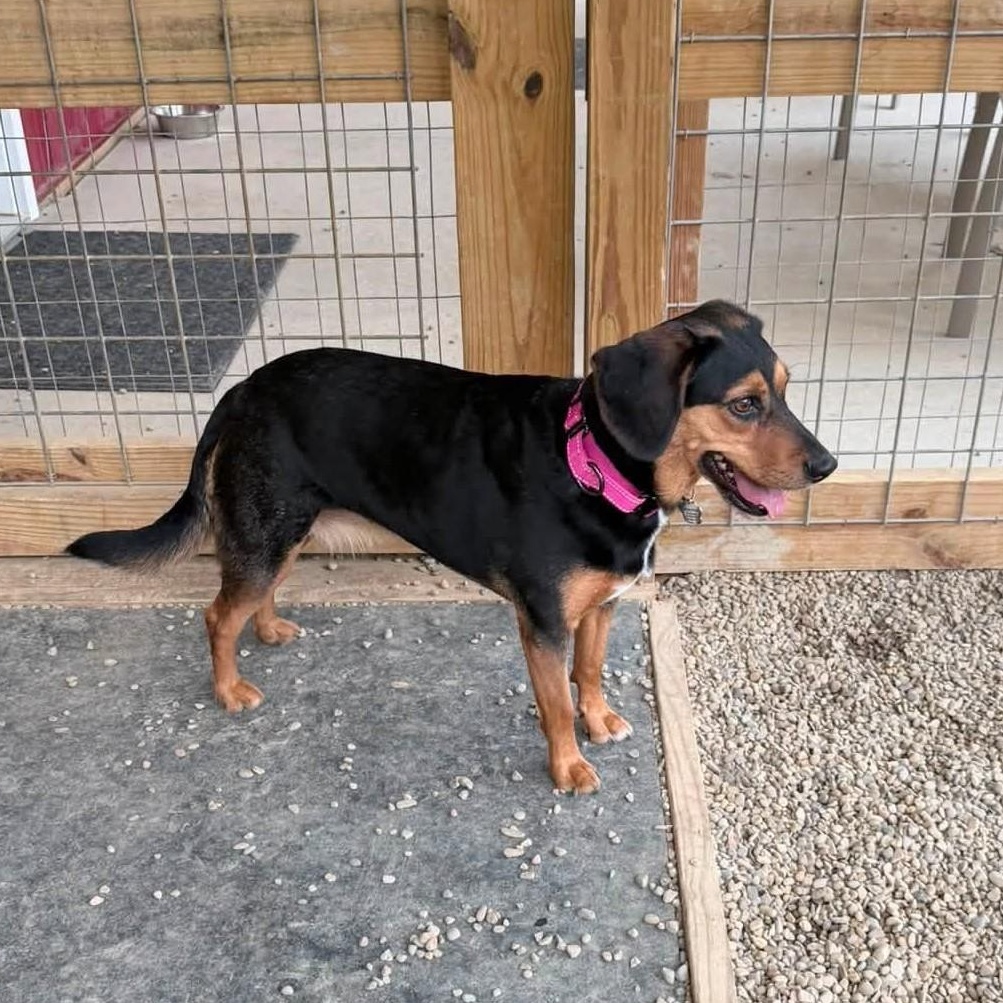 Enlarge Lucy, an adopted mixed breed in Grafton, OH image 4/6