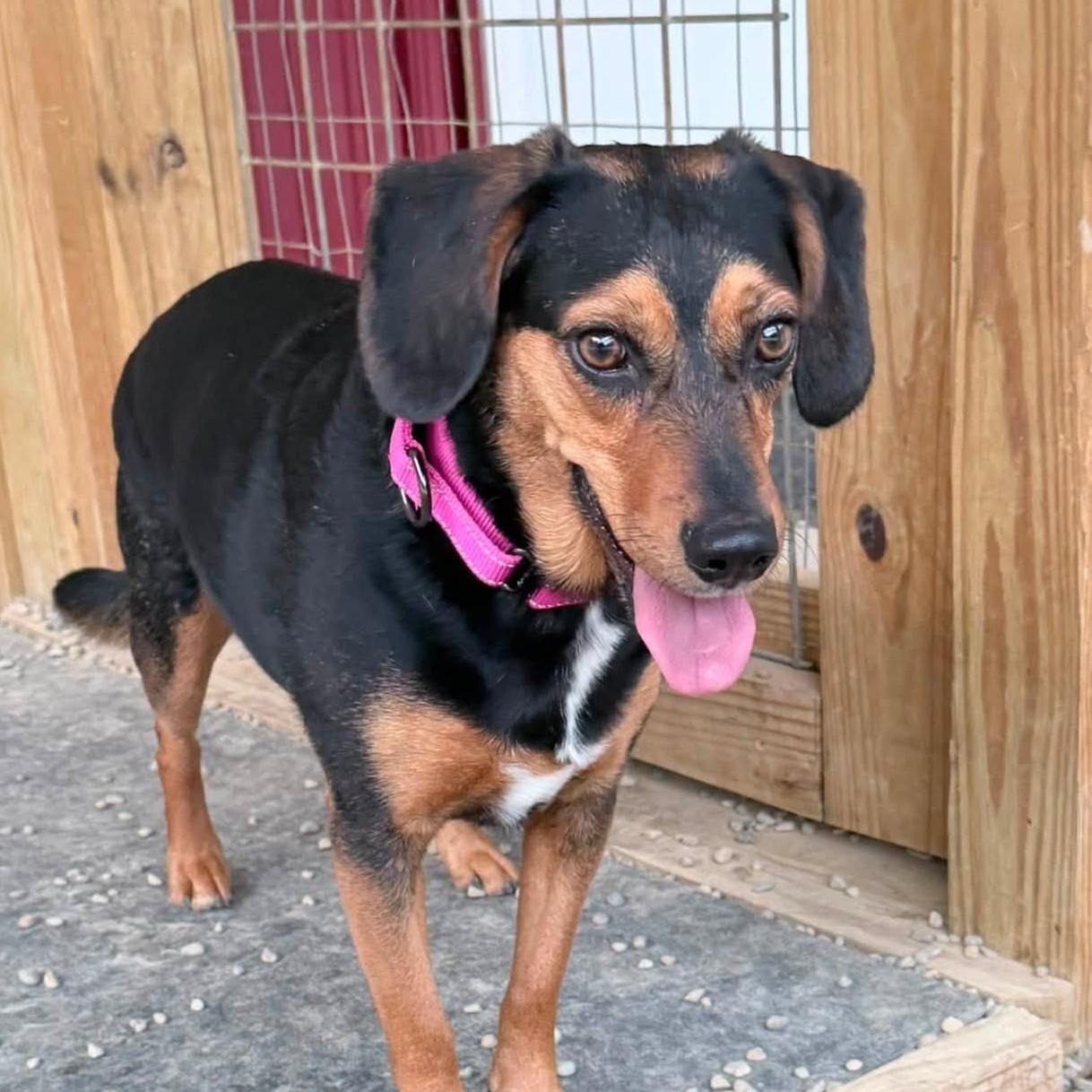 Lucy, adopted, Young Female Beagle.