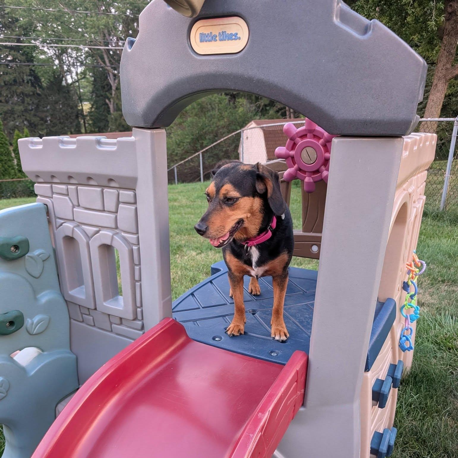 Enlarge Lucy, an adopted mixed breed in Grafton, OH image 2/6