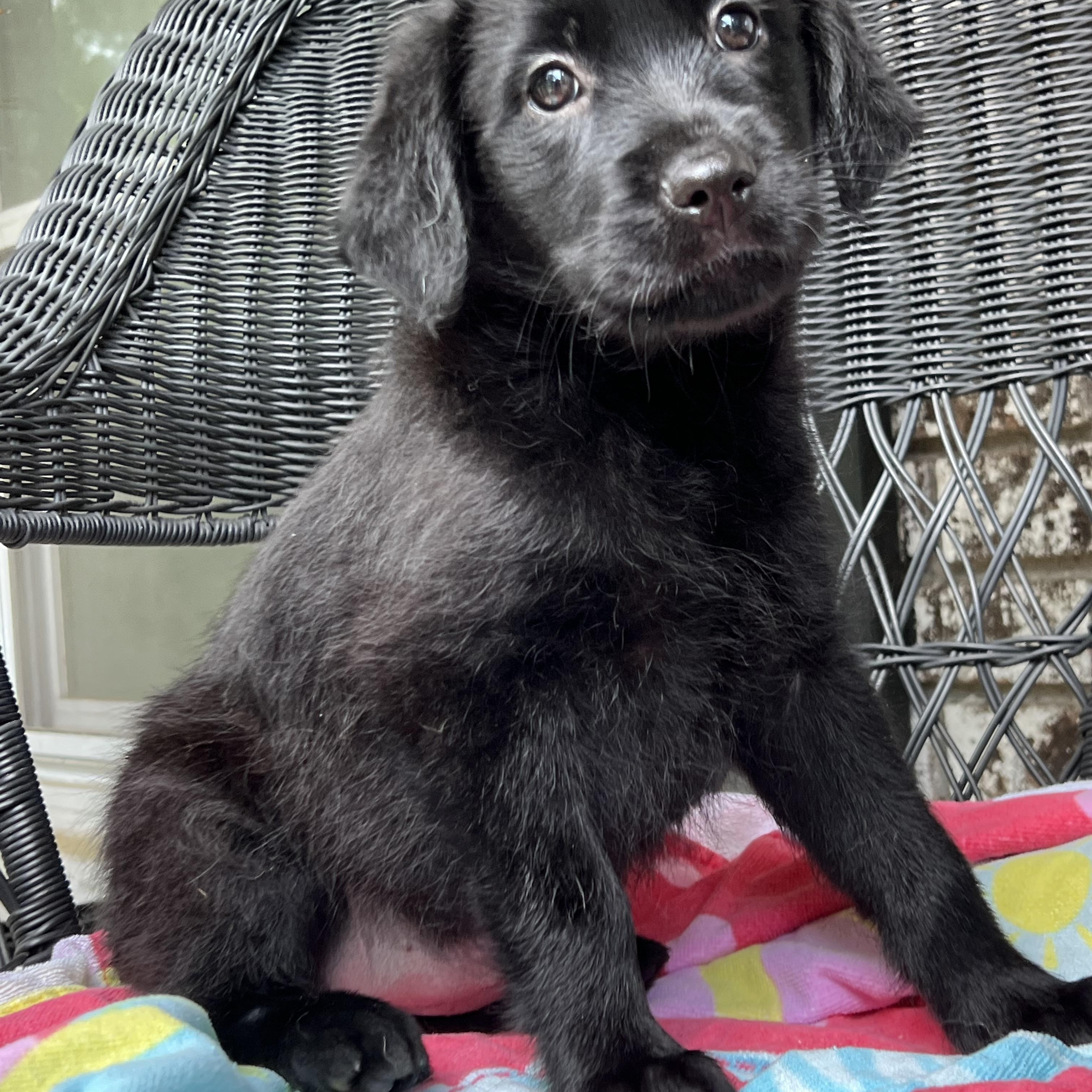 Enlarge Remi, a ADOPTABLE mixed breed in Mt Pleasant, SC image 3/3