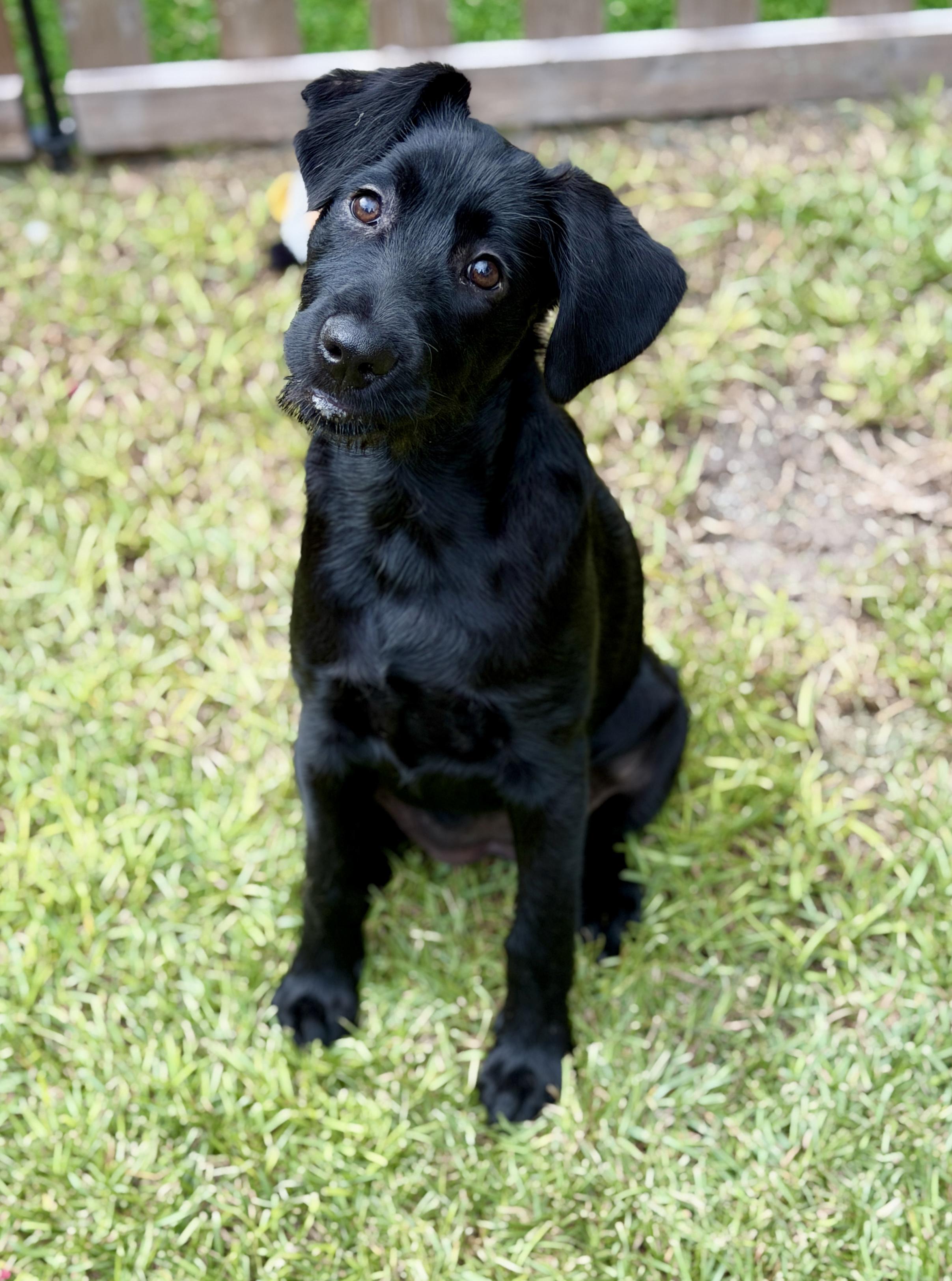 Remi, a ADOPTABLE mixed breed in Mt Pleasant, SC image 4/6