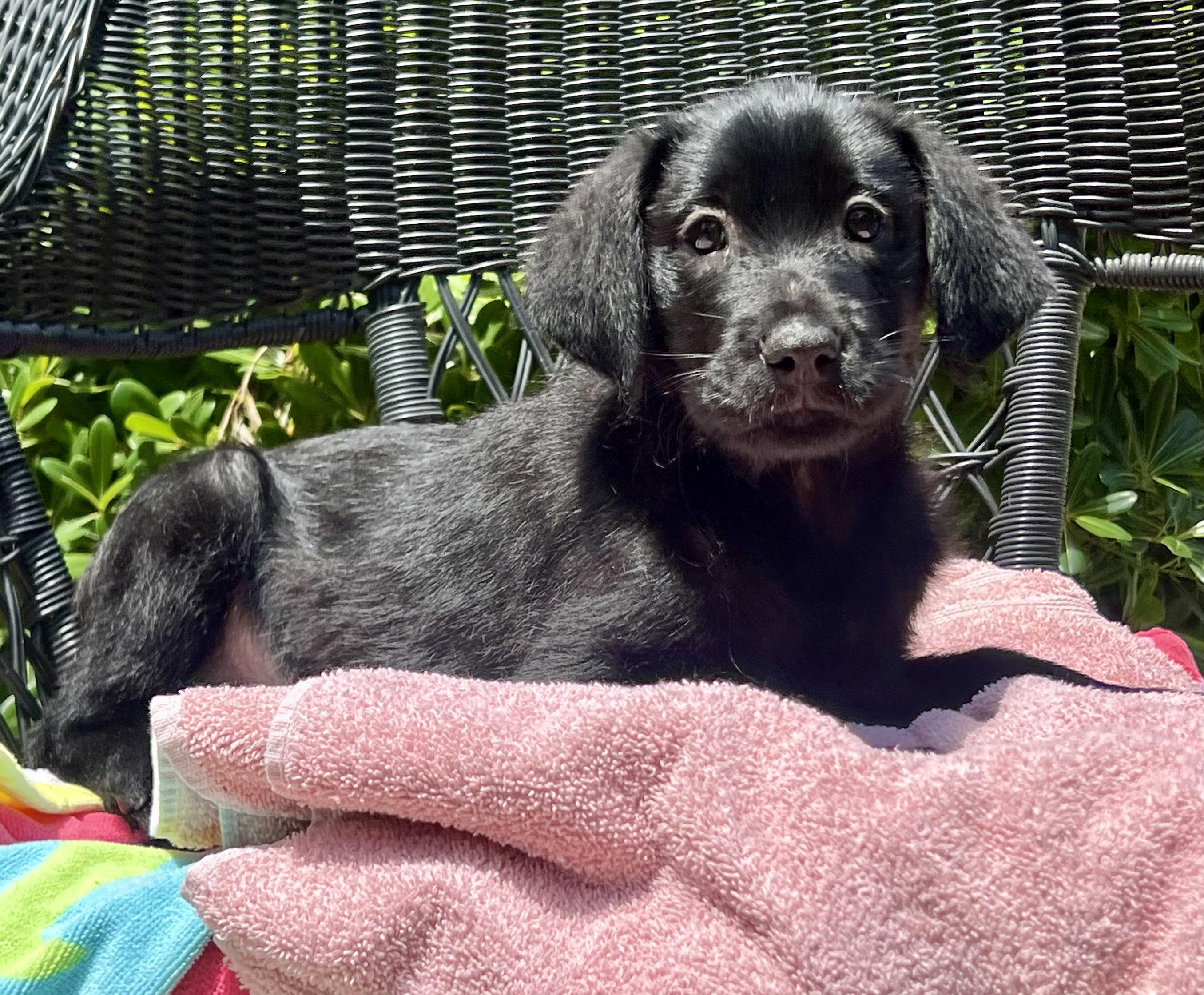 Enlarge Remi, a ADOPTABLE mixed breed in Mt Pleasant, SC image 6/6