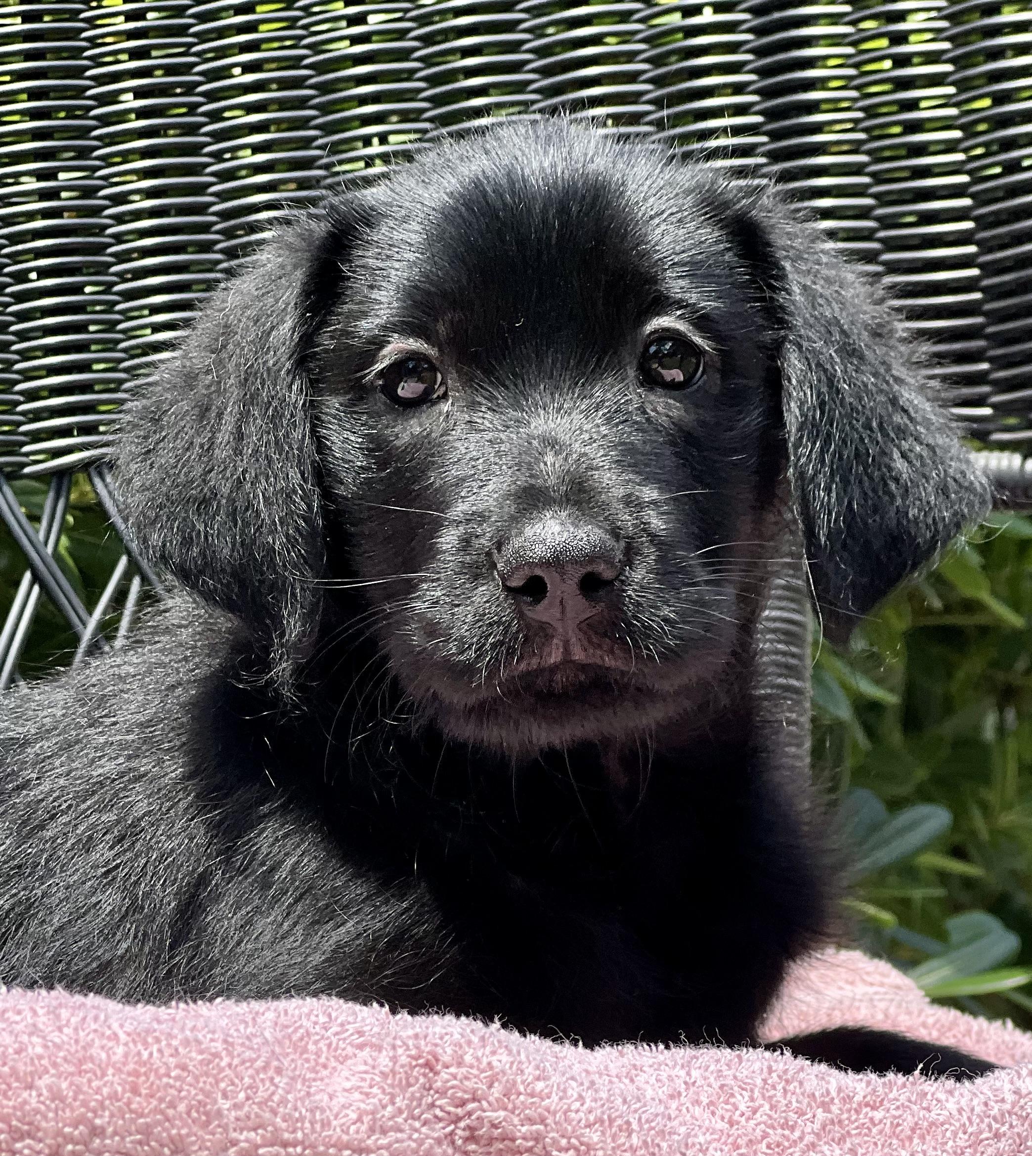Enlarge Remi, a ADOPTABLE mixed breed in Mt Pleasant, SC image 4/6
