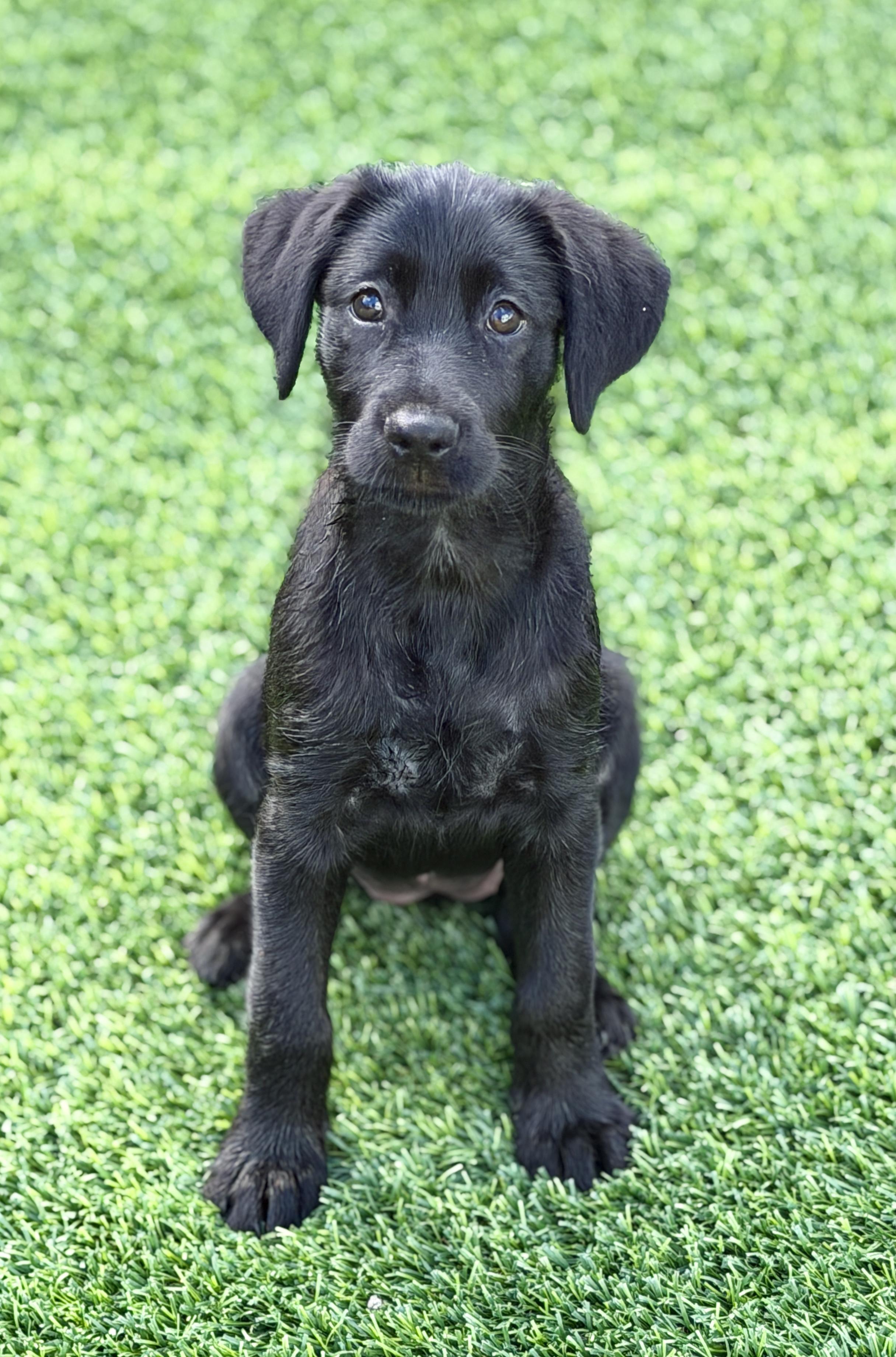 Enlarge Remi, a ADOPTABLE mixed breed in Mt Pleasant, SC image 2/6