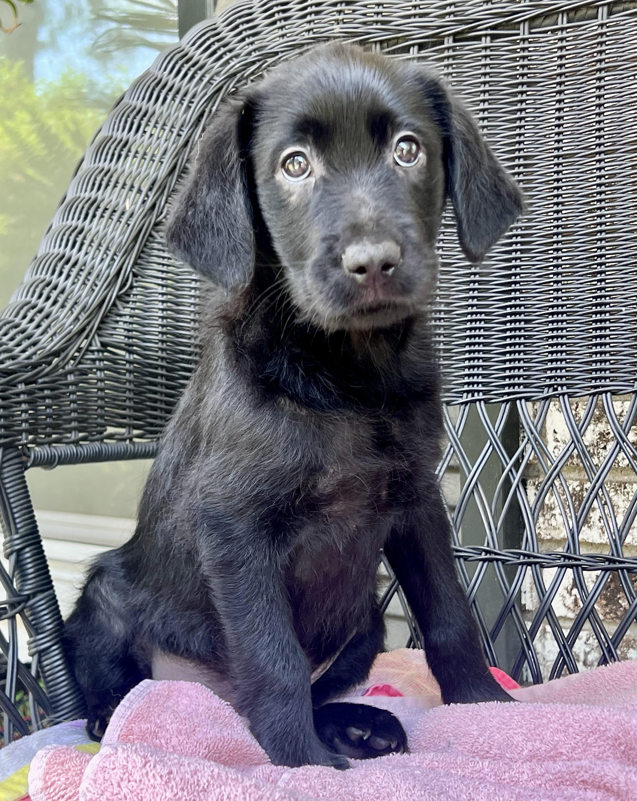 Enlarge Remi, a ADOPTABLE mixed breed in Mt Pleasant, SC image 5/6