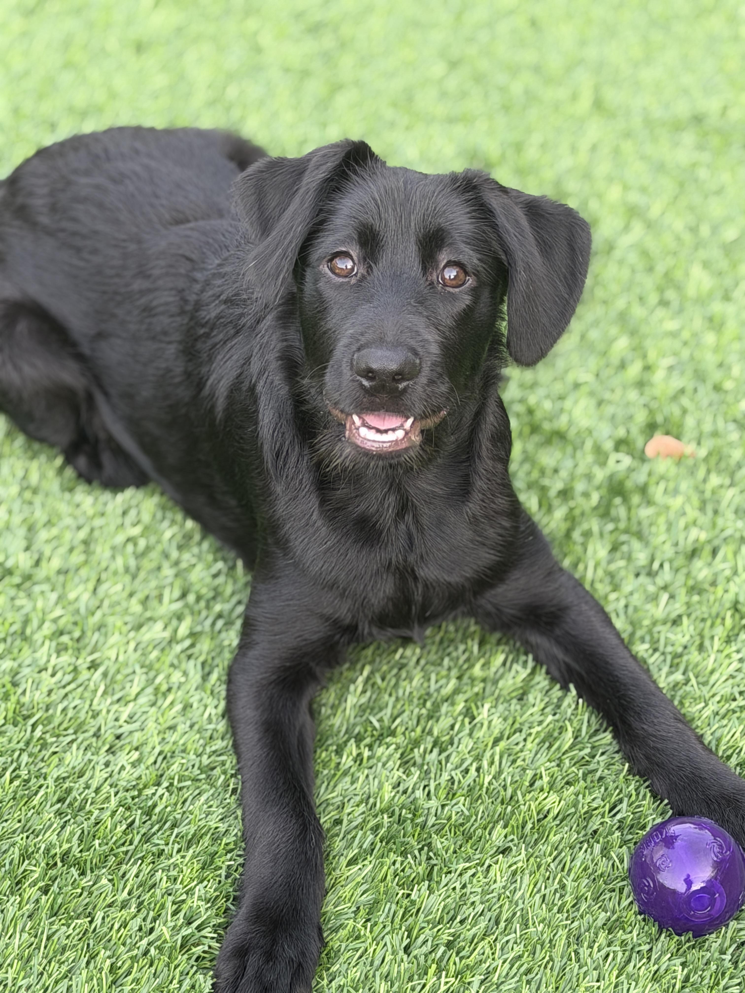Remi, ADOPTABLE, Puppy Female Mixed Breed.