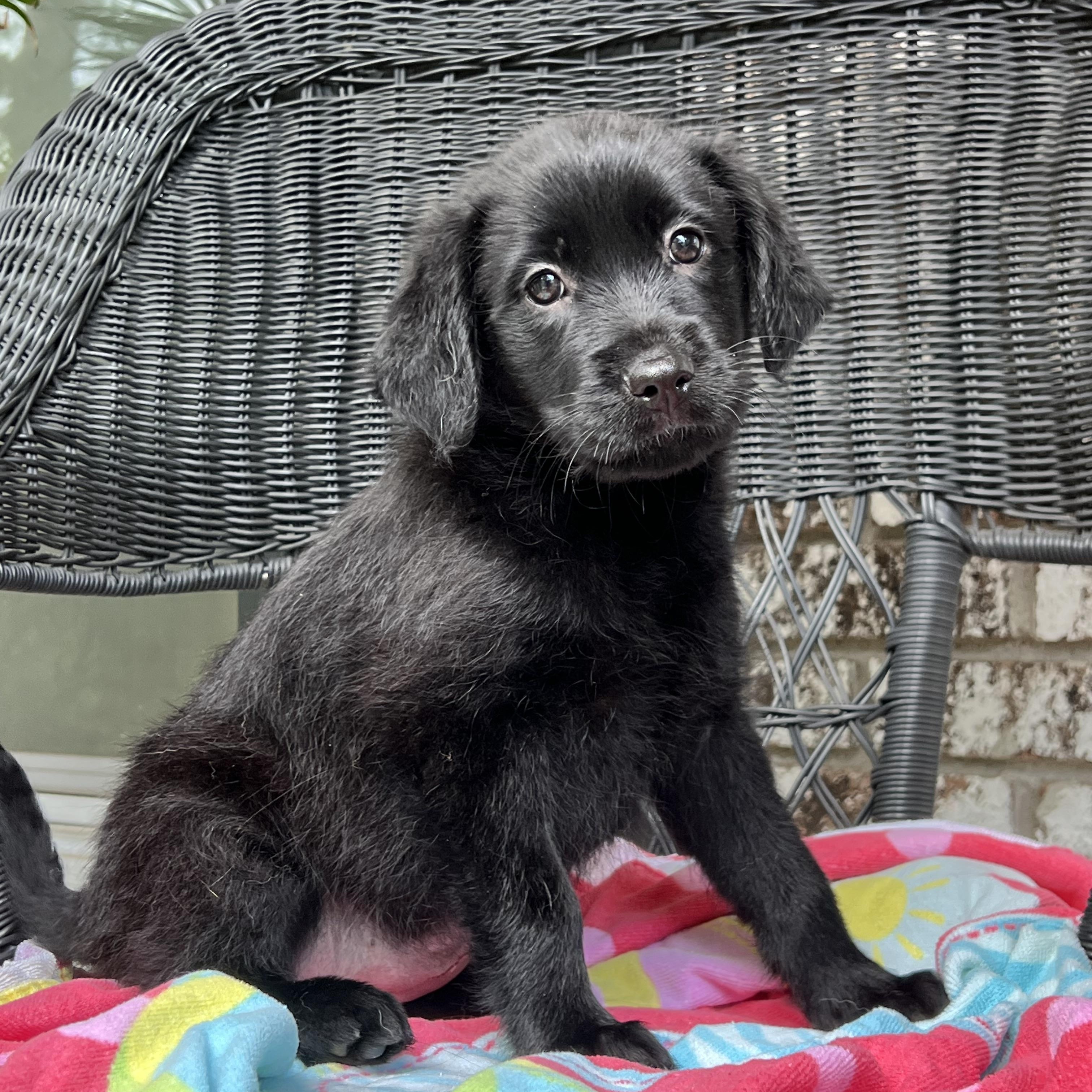 Remi, ADOPTABLE, Puppy Female Mixed Breed.