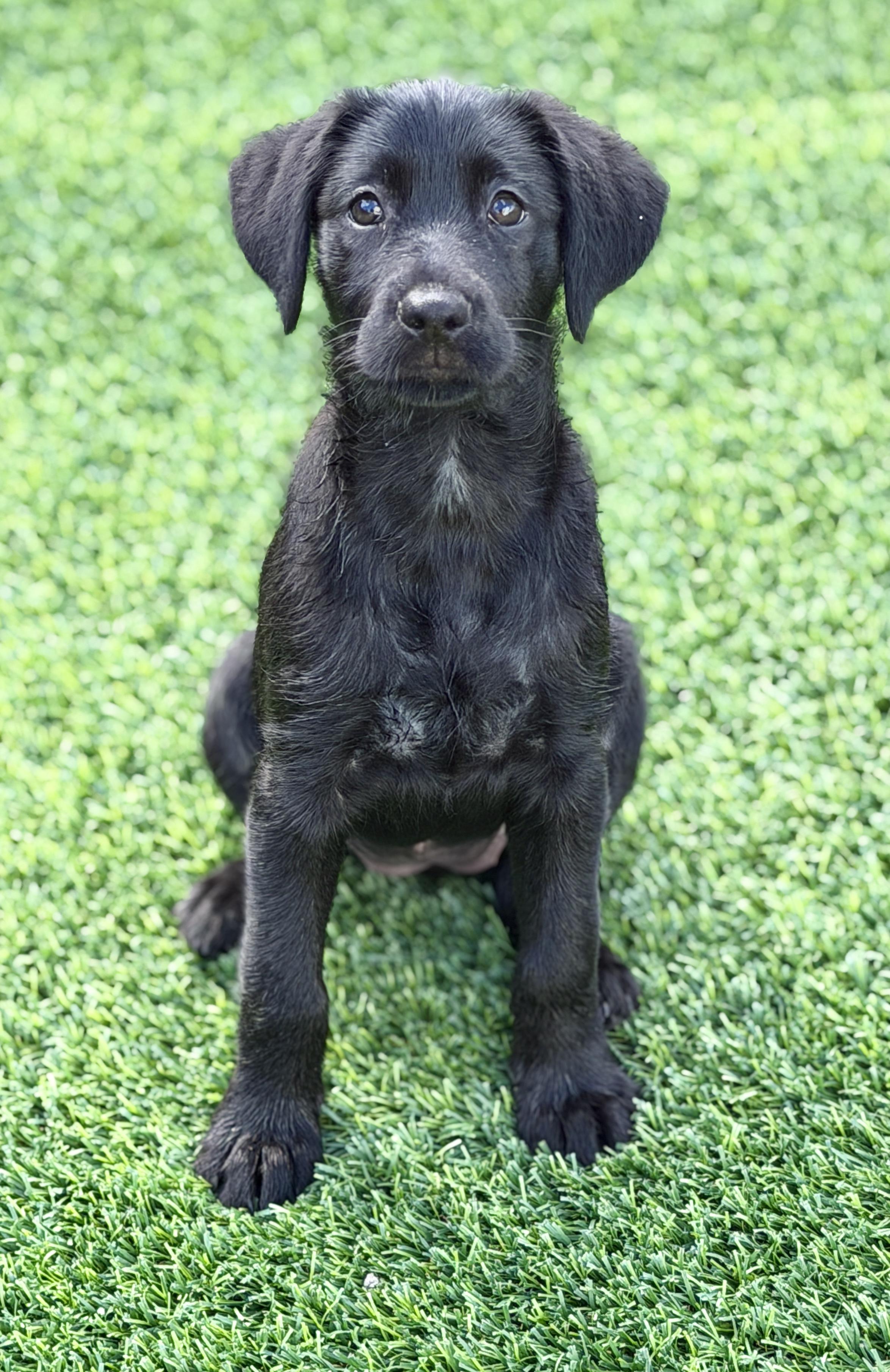 Remi, ADOPTABLE, Puppy Female Mixed Breed.