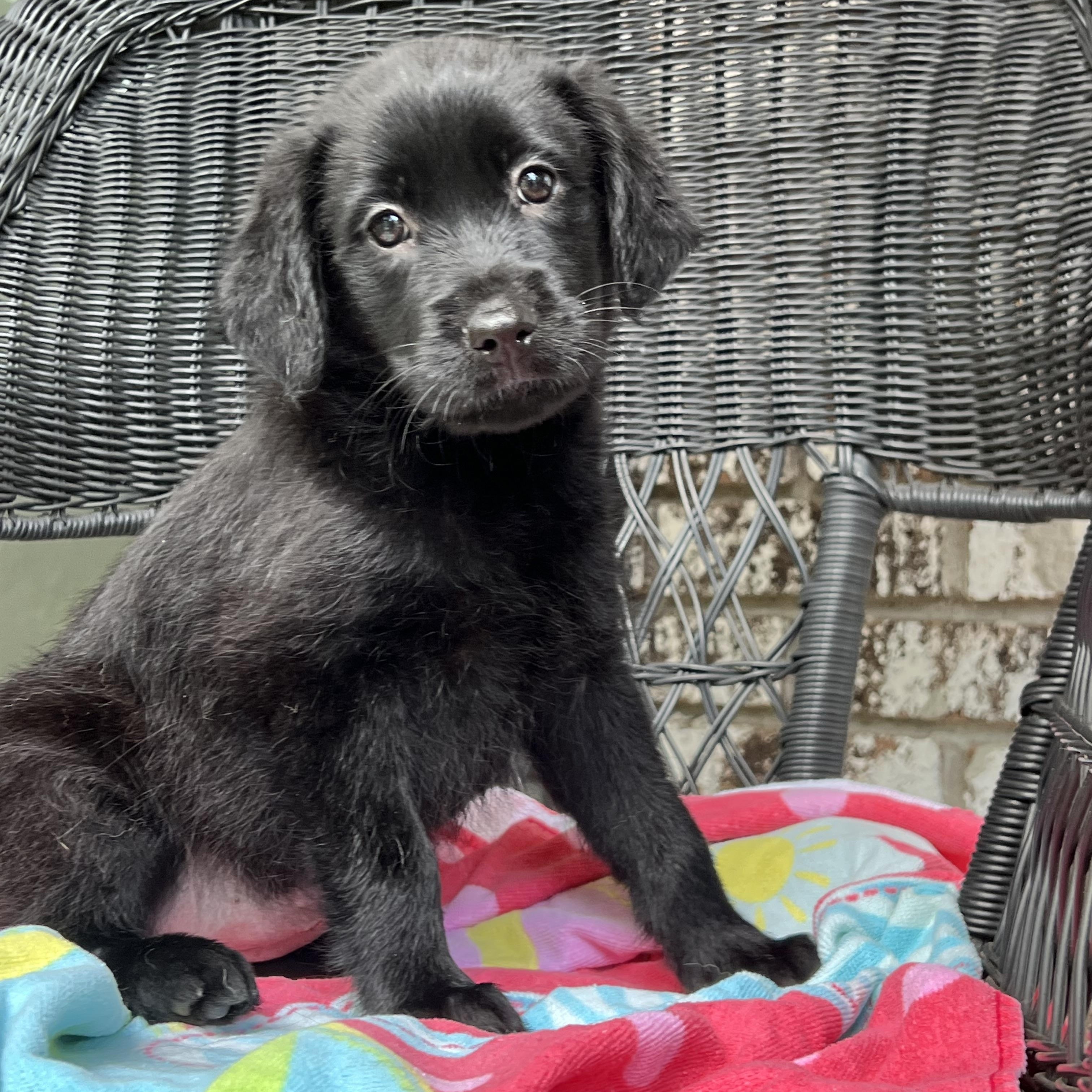 Enlarge Remi, a ADOPTABLE mixed breed in Mt Pleasant, SC image 2/3