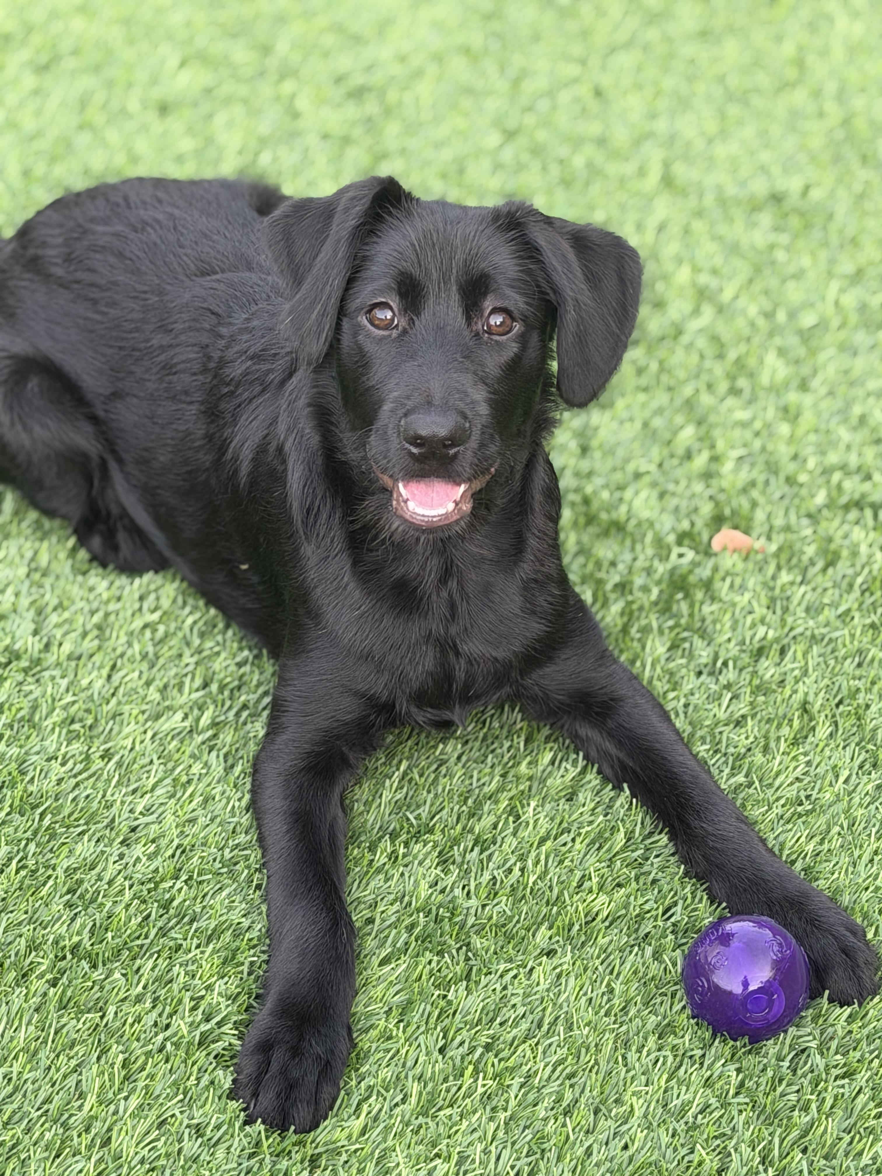 Remi, a ADOPTABLE mixed breed in Mt Pleasant, SC image 2/6