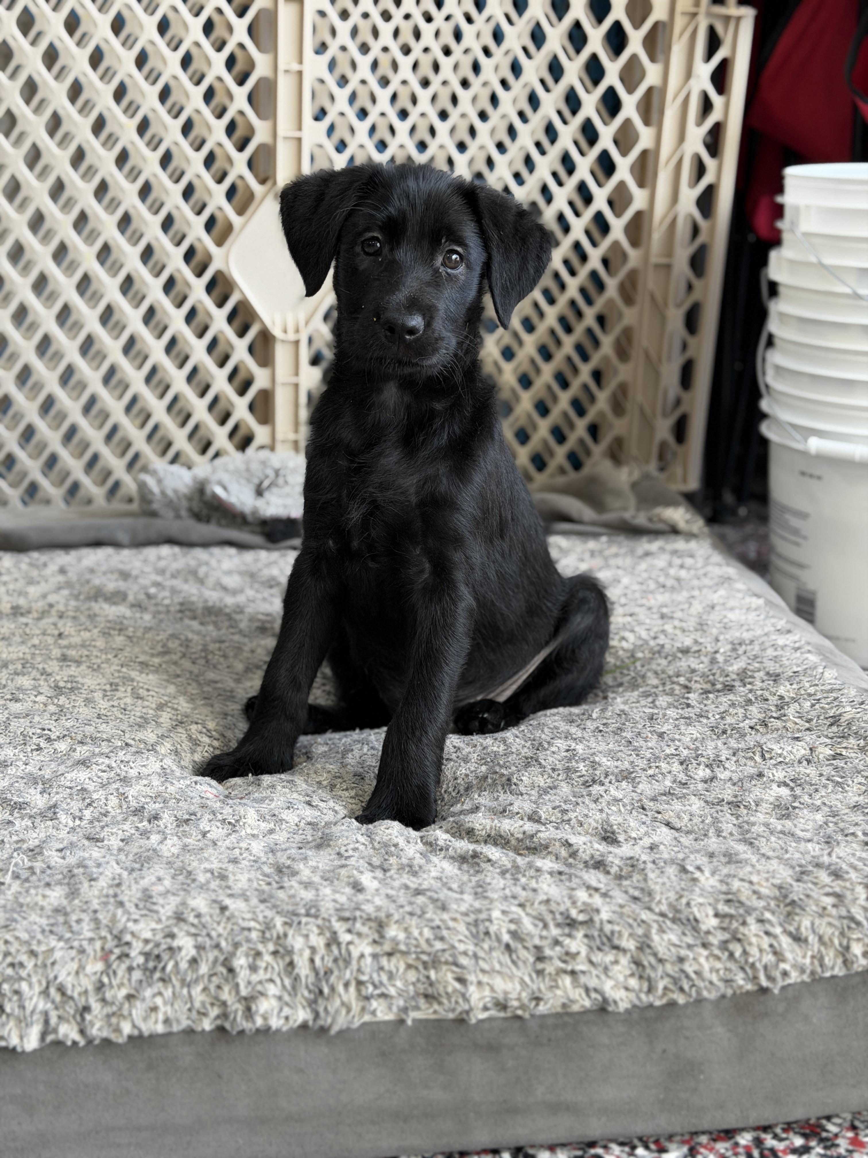 Enlarge Remi, a ADOPTABLE mixed breed in Mt Pleasant, SC image 3/6