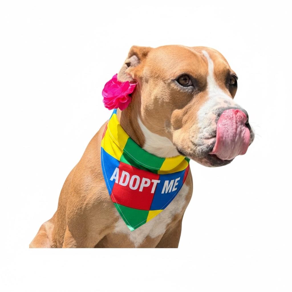 Chloe-ADOPT Me, a ADOPTABLE mixed breed in Redondo Beach, CA image 4/5