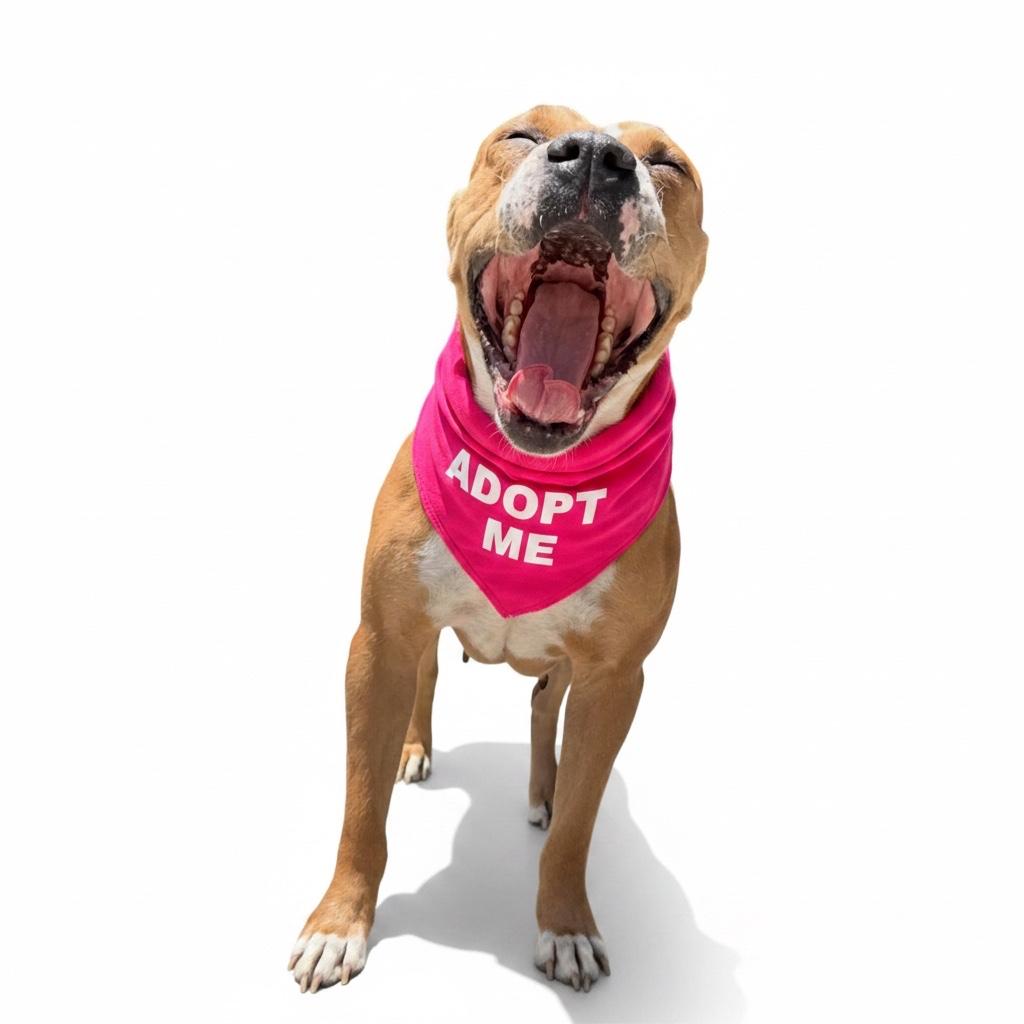 Chloe-ADOPT Me, a ADOPTABLE mixed breed in Redondo Beach, CA image 5/5