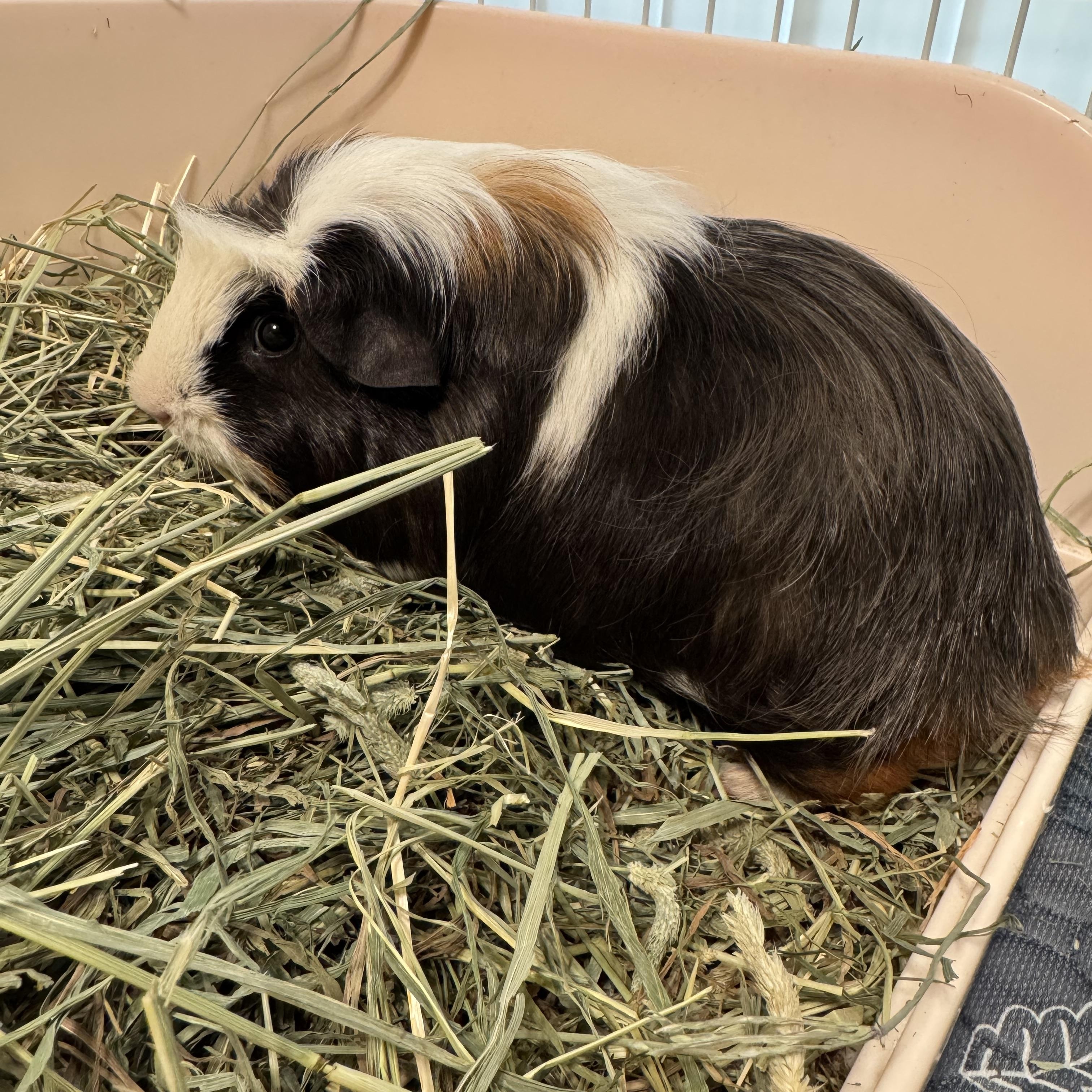 Willard, a ADOPTABLE Guinea Pig in Springfield, OR image 3/4