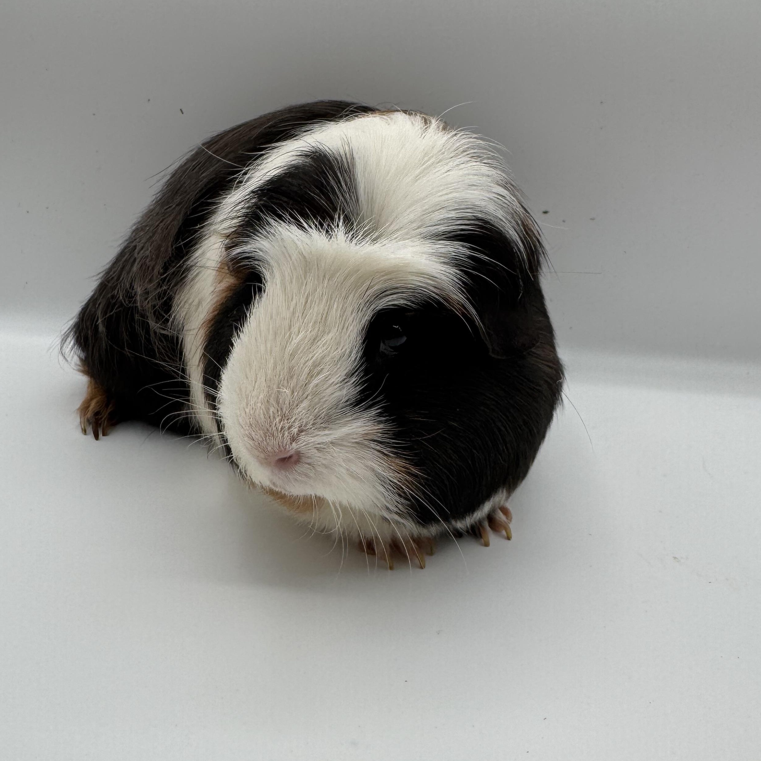Willard, a ADOPTABLE Guinea Pig in Springfield, OR image 4/4