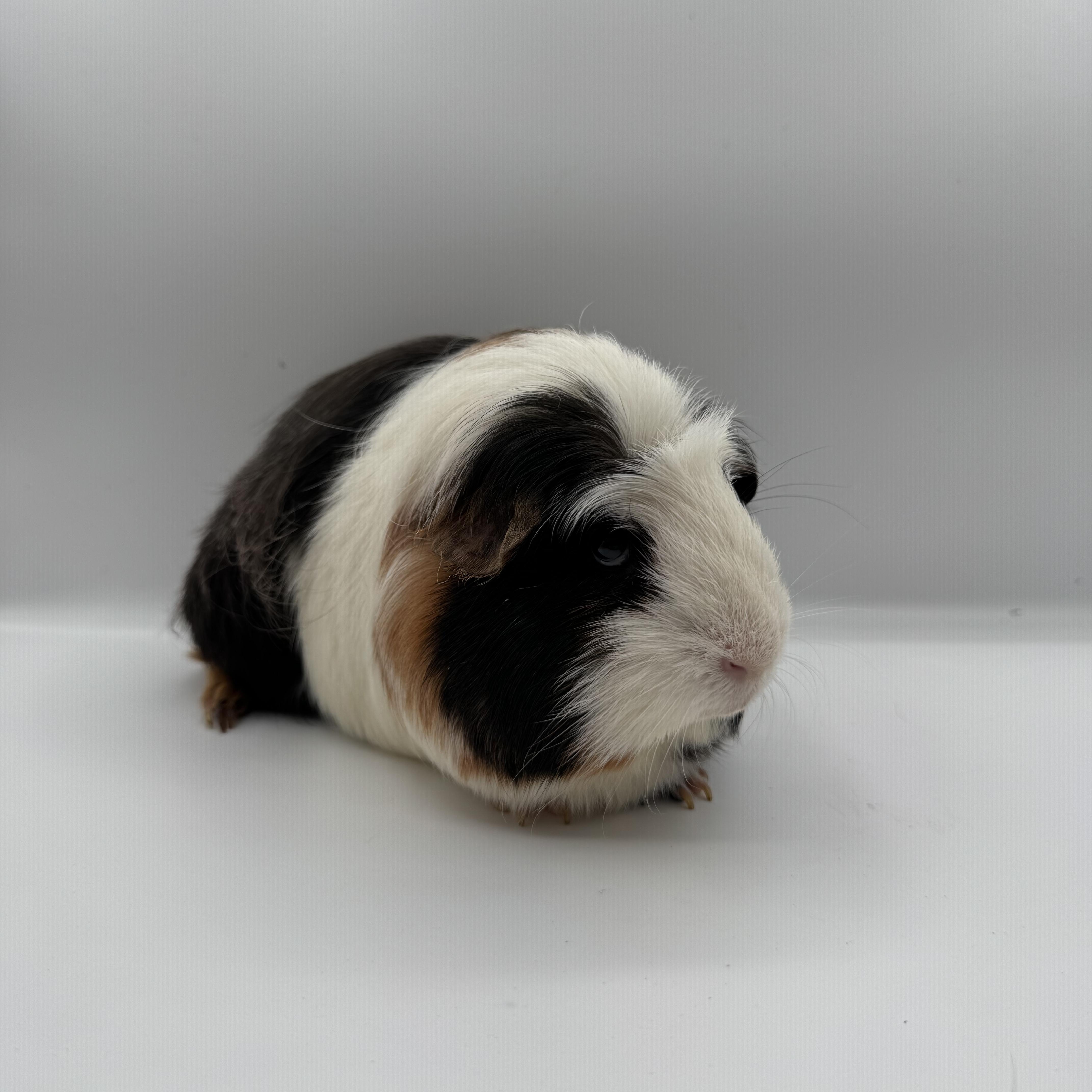 Willard, a ADOPTABLE Guinea Pig in Springfield, OR image 2/4