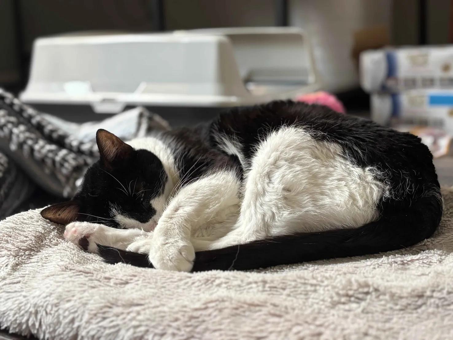 Oreo, a Adoptable Domestic Short Hair in Florham Park, NJ image 5/6