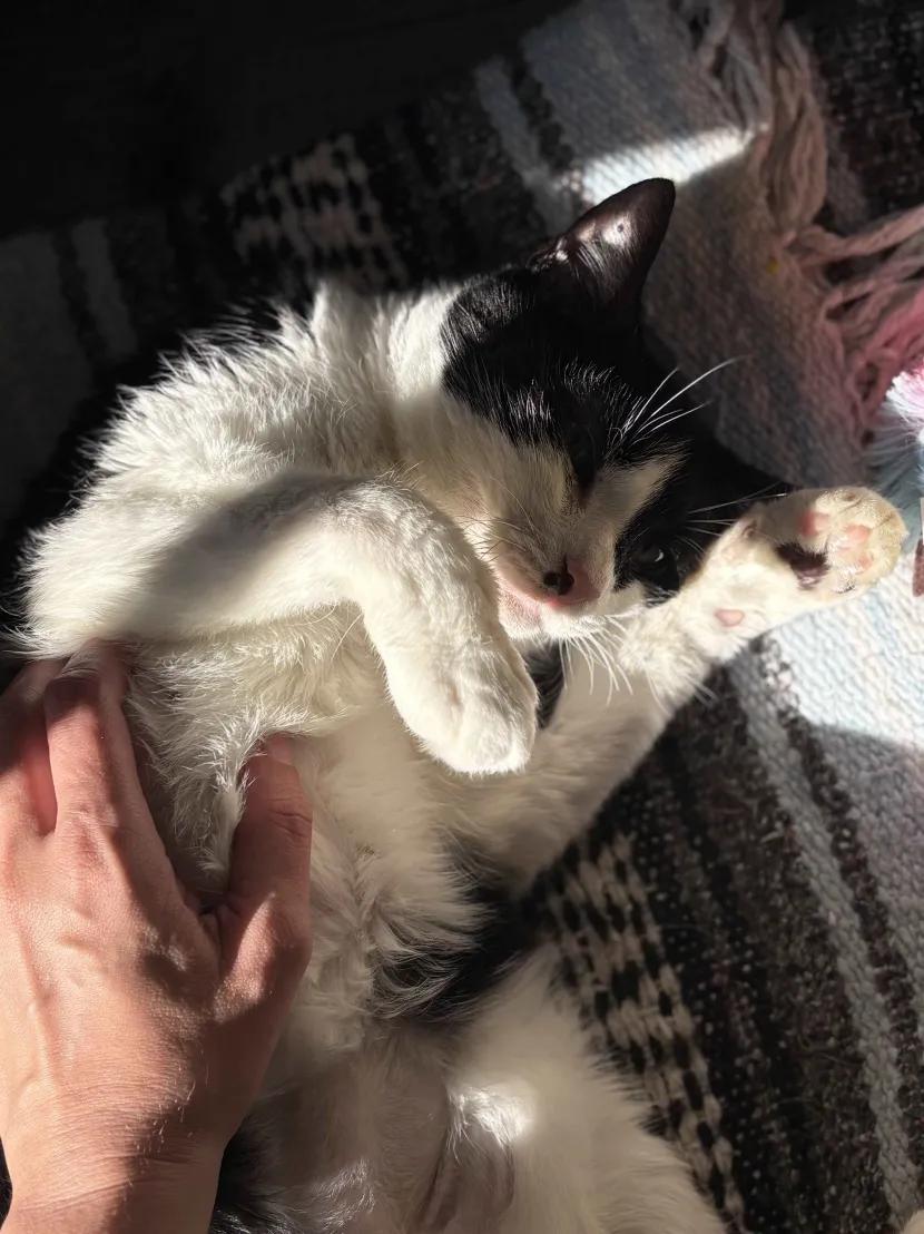 Oreo, a Adoptable Domestic Short Hair in Florham Park, NJ image 3/6