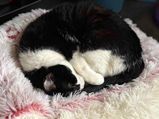 Oreo, a Adoptable Domestic Short Hair in Florham Park, NJ image 4/6