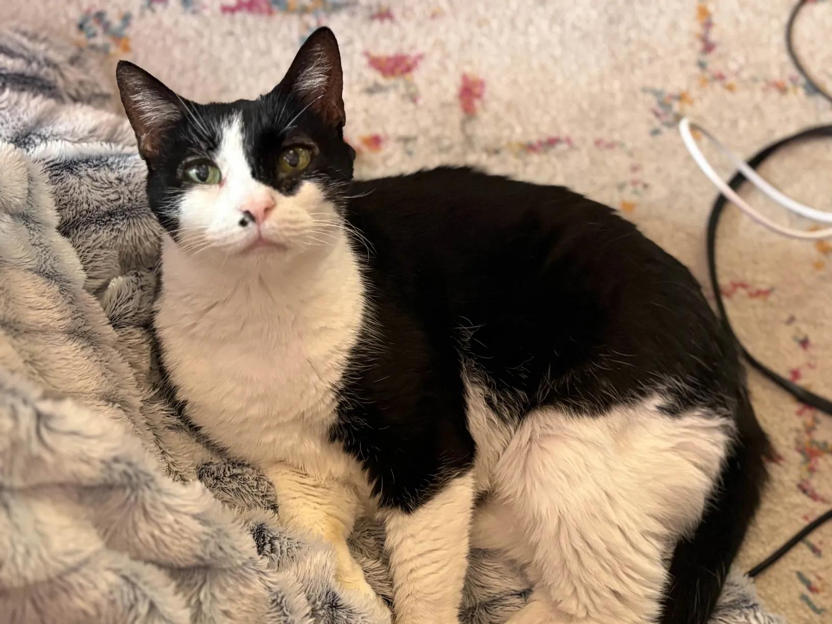 Oreo, a Adoptable Domestic Short Hair in Florham Park, NJ image 1/6