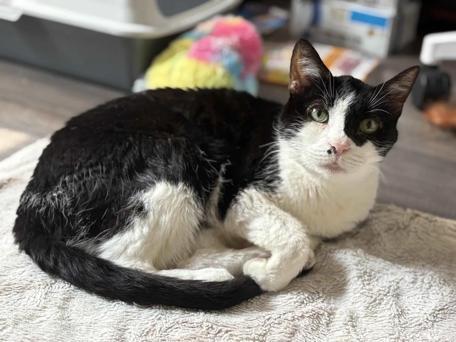 Oreo, Adoptable, Senior Female Domestic Short Hair.