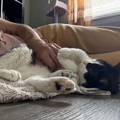 Oreo, a Adoptable Domestic Short Hair in Florham Park, NJ image 6/6