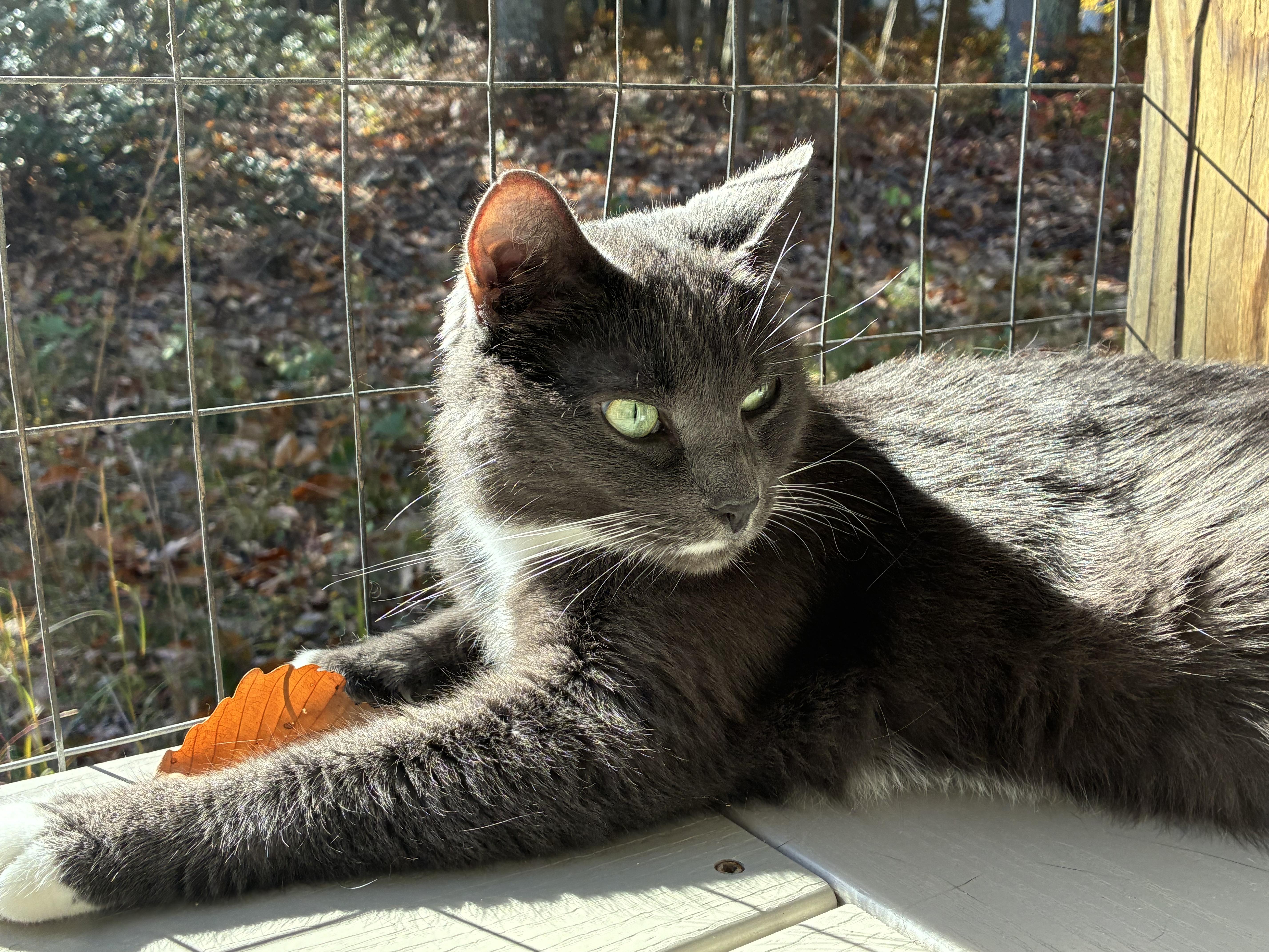 Enlarge Sophie, a Adoptable Domestic Short Hair in North East, MD image 6/6