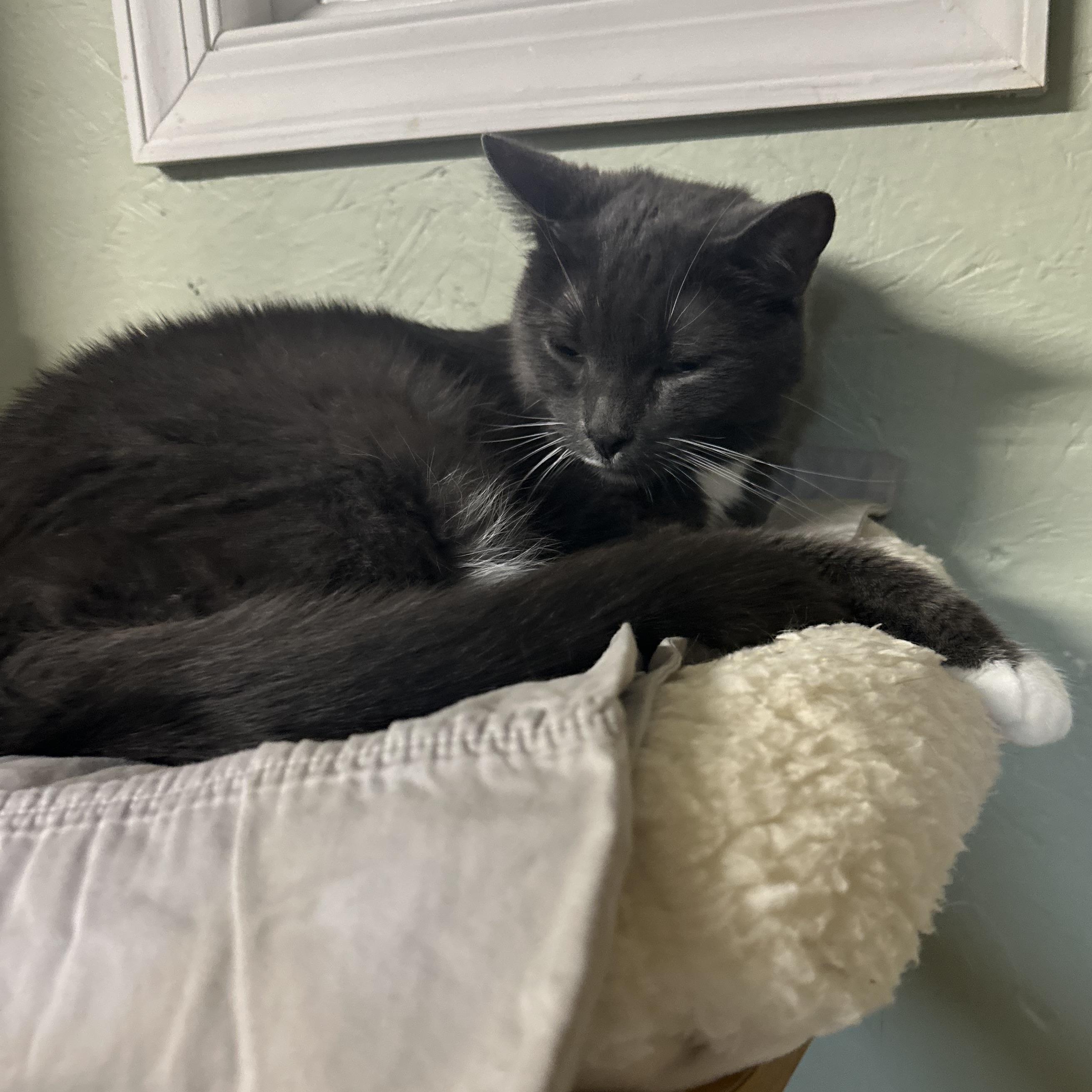 Sophie, a Adoptable Domestic Short Hair in North East, MD image 3/3