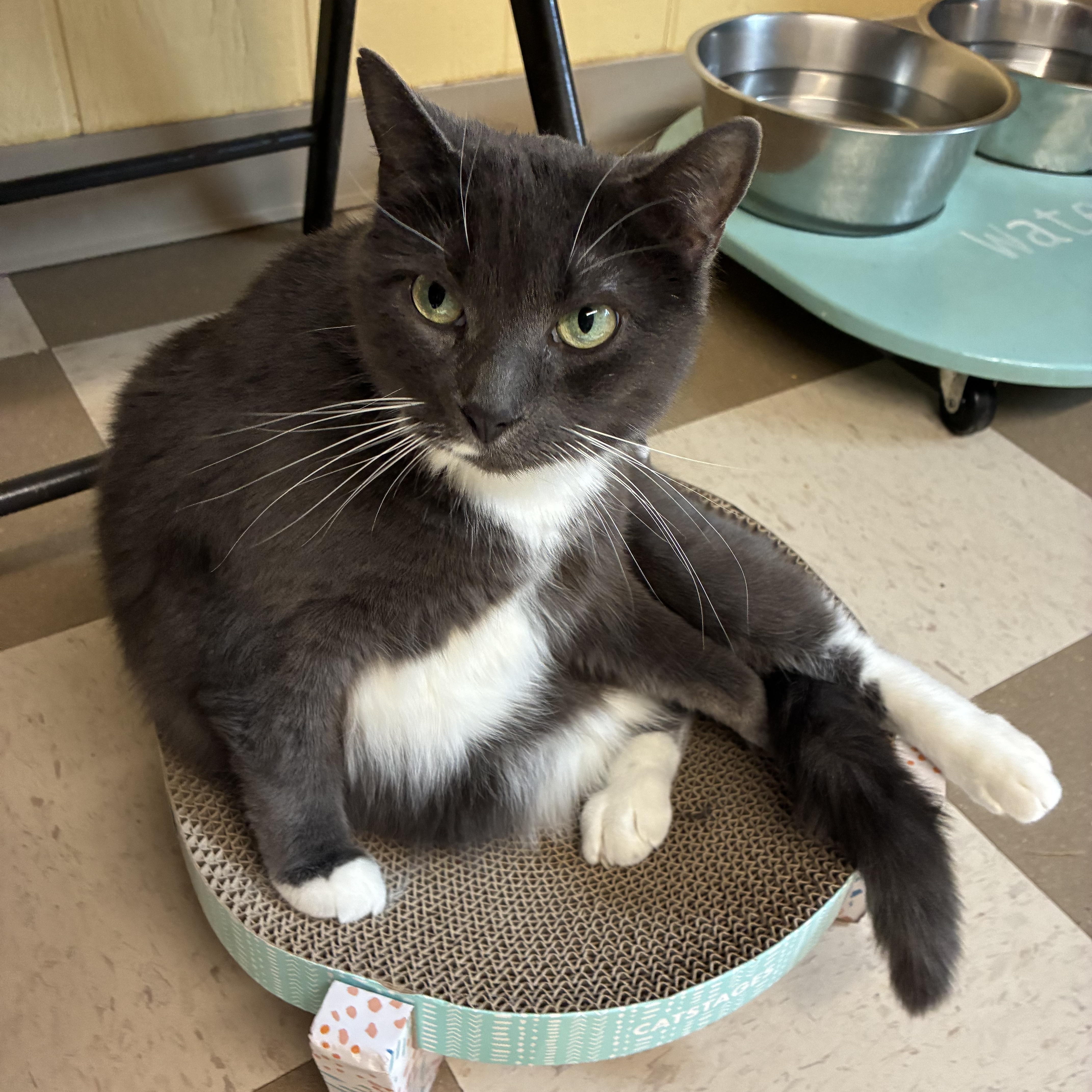 Sophie, Adoptable, Adult Female Domestic Short Hair.
