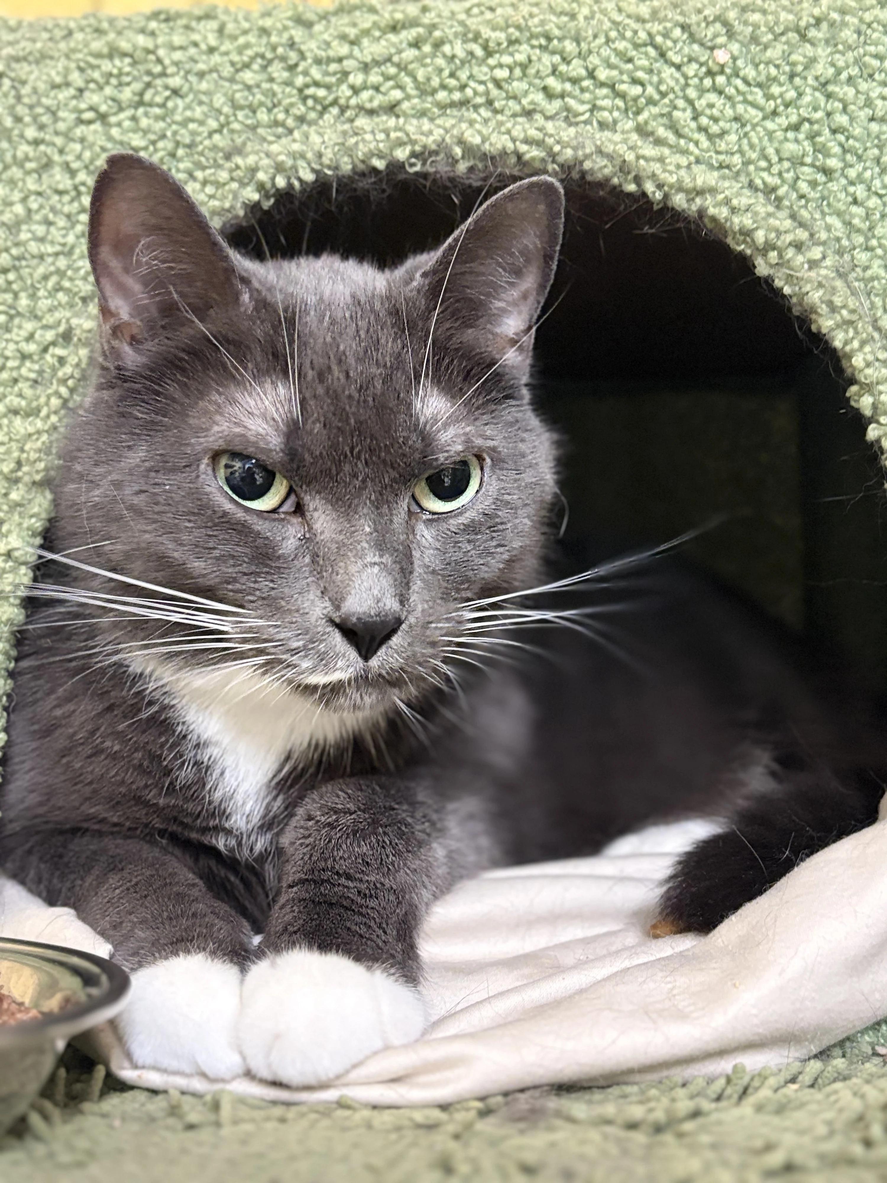 Sophie, Adoptable, Adult Female Domestic Short Hair.