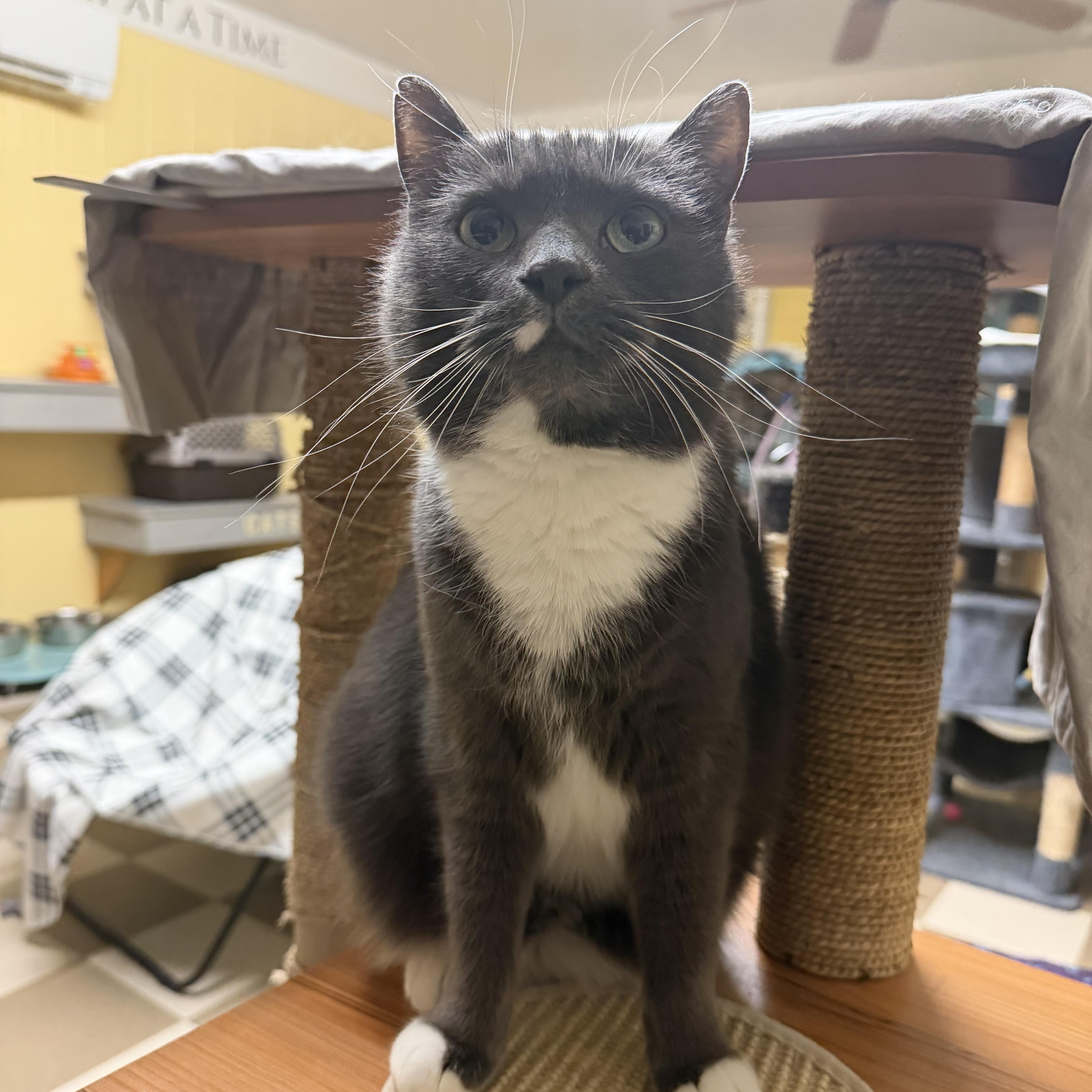 Enlarge Sophie, a Adoptable Domestic Short Hair in North East, MD image 5/6