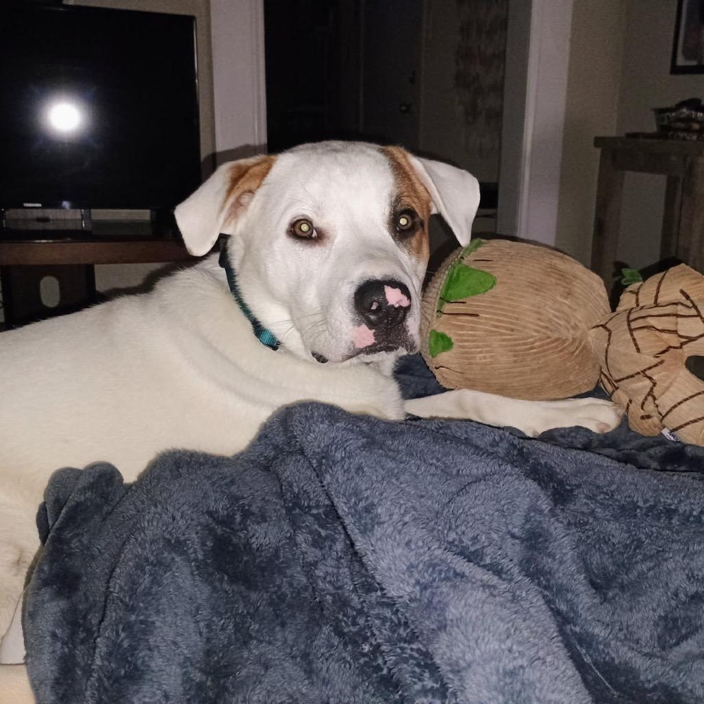 Enlarge Von, a Adoptable mixed breed in Springfield, MO image 3/4