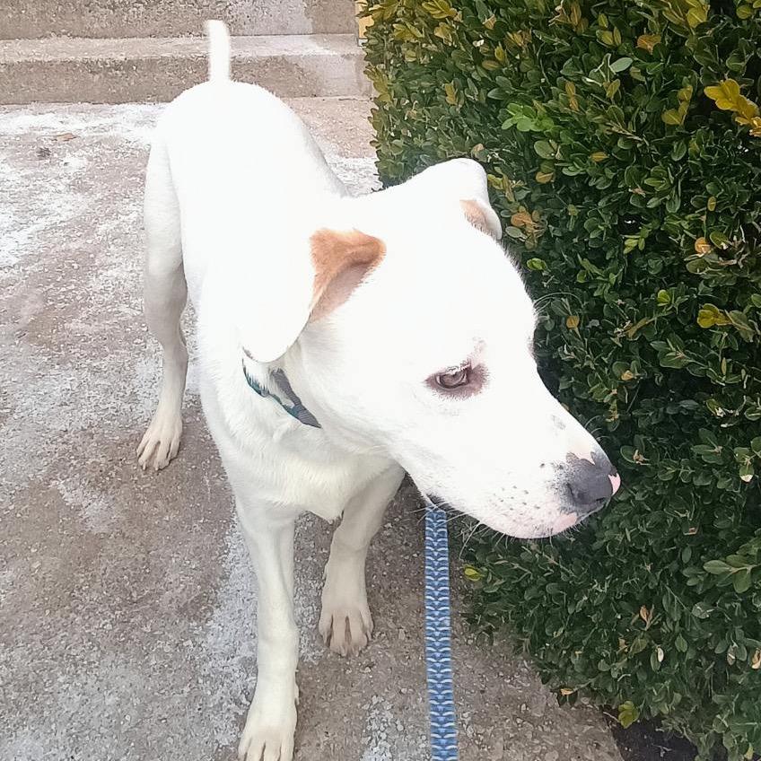 Enlarge Von, a Adoptable mixed breed in Springfield, MO image 4/4