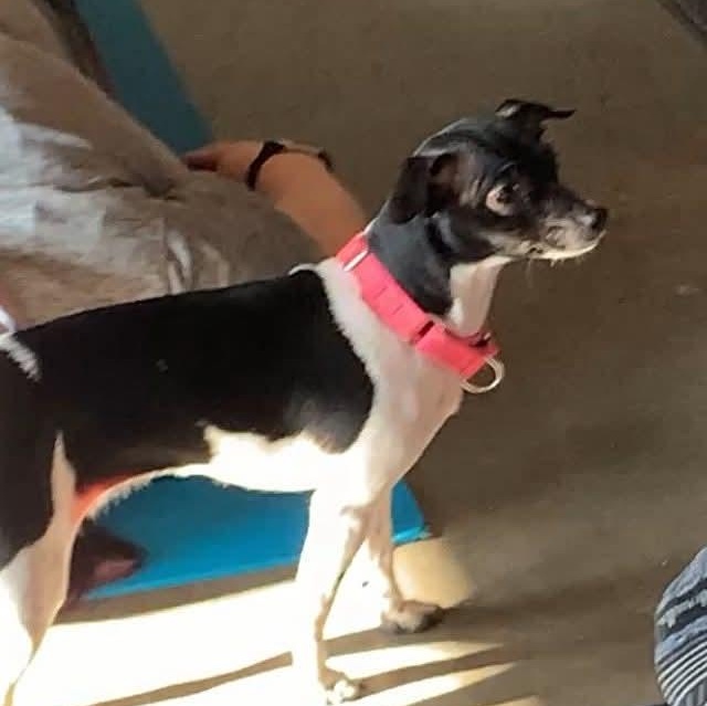 Enlarge SUGAR POPS, a ADOPTABLE mixed breed in Evansville, WI image 3/3