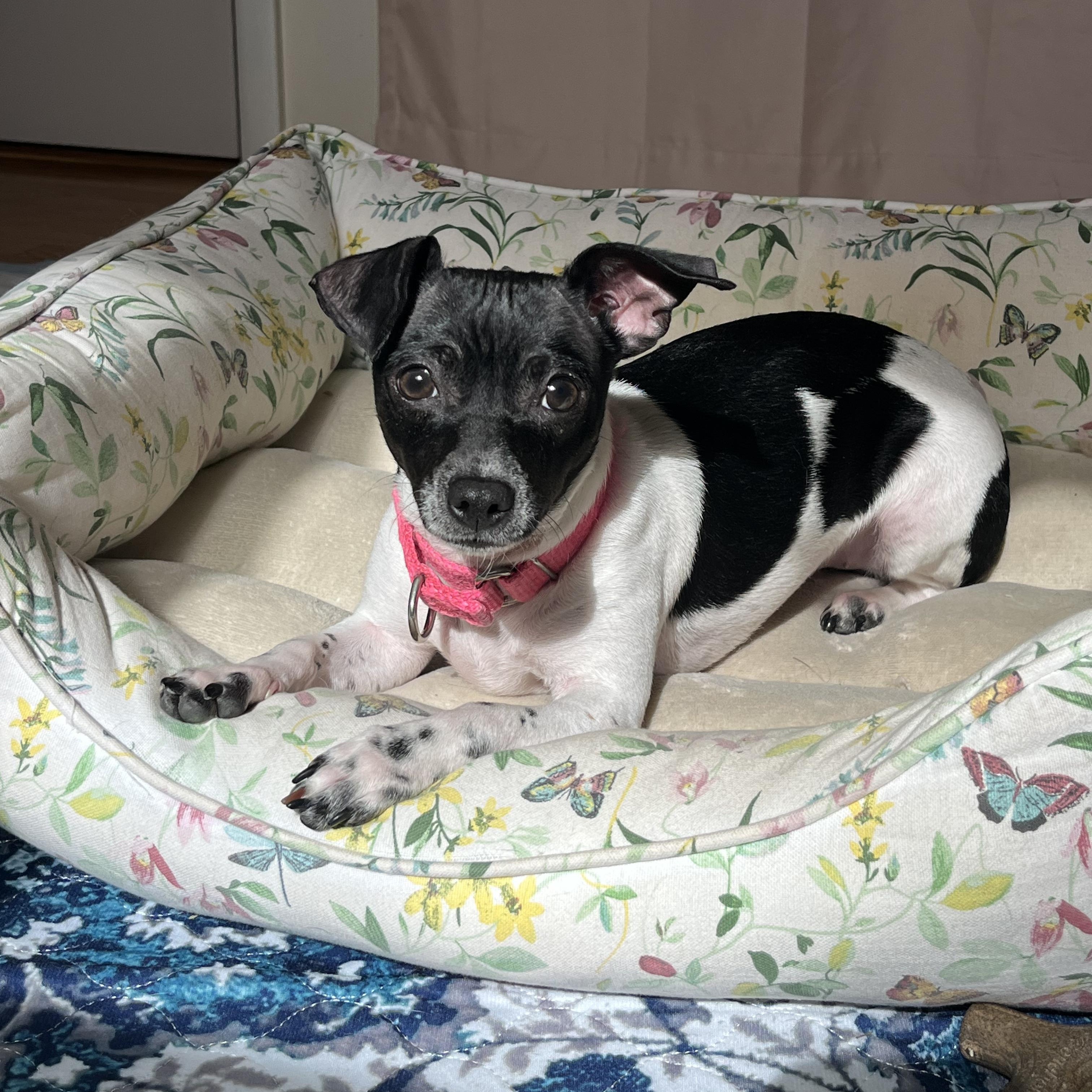 Enlarge SUGAR POPS, a ADOPTABLE mixed breed in Evansville, WI image 4/4