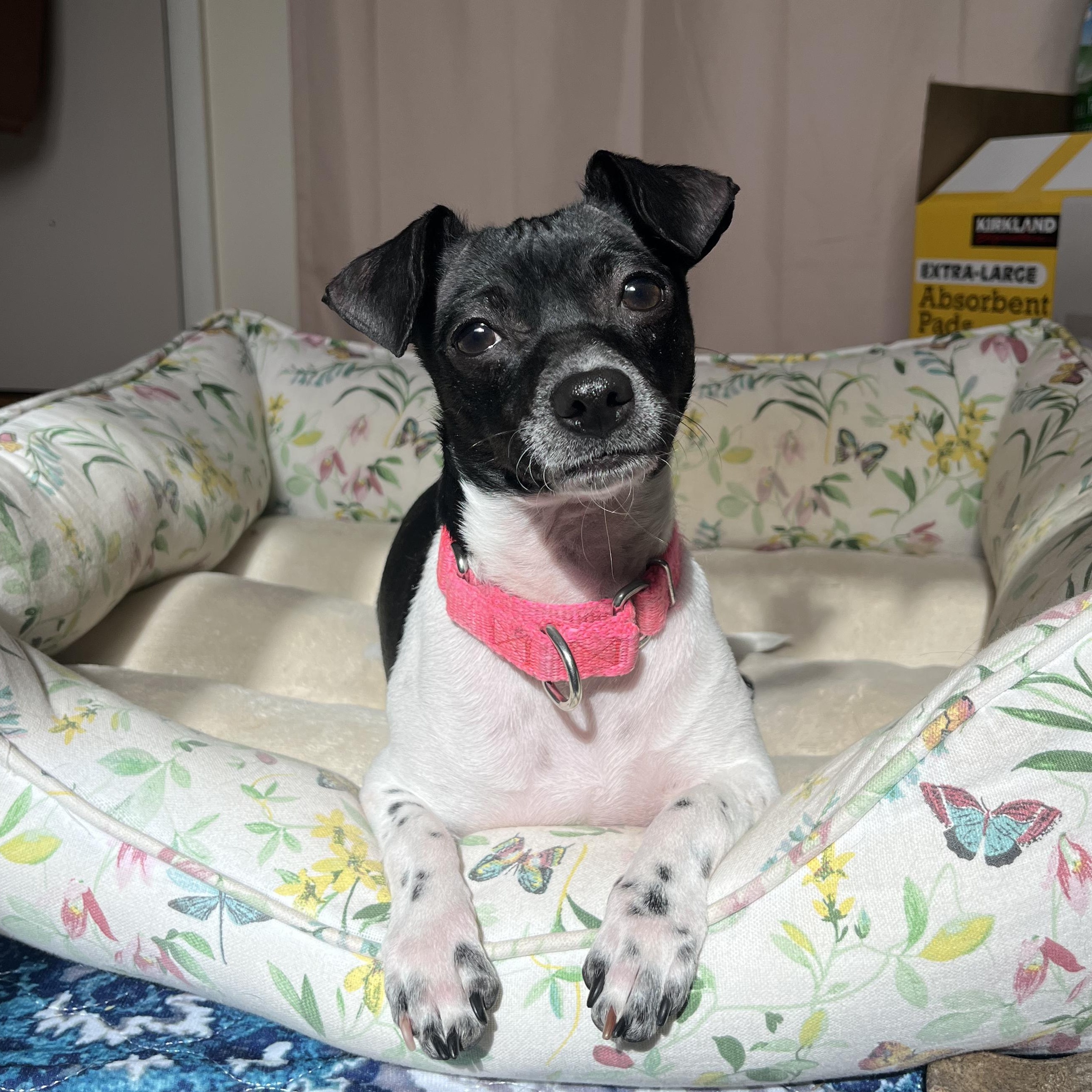 Enlarge SUGAR POPS, a ADOPTABLE mixed breed in Evansville, WI image 1/4