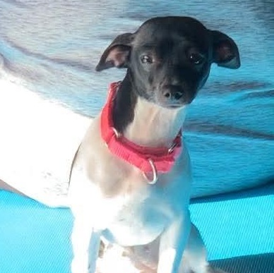 Enlarge SUGAR POPS, a ADOPTABLE mixed breed in Evansville, WI image 2/3