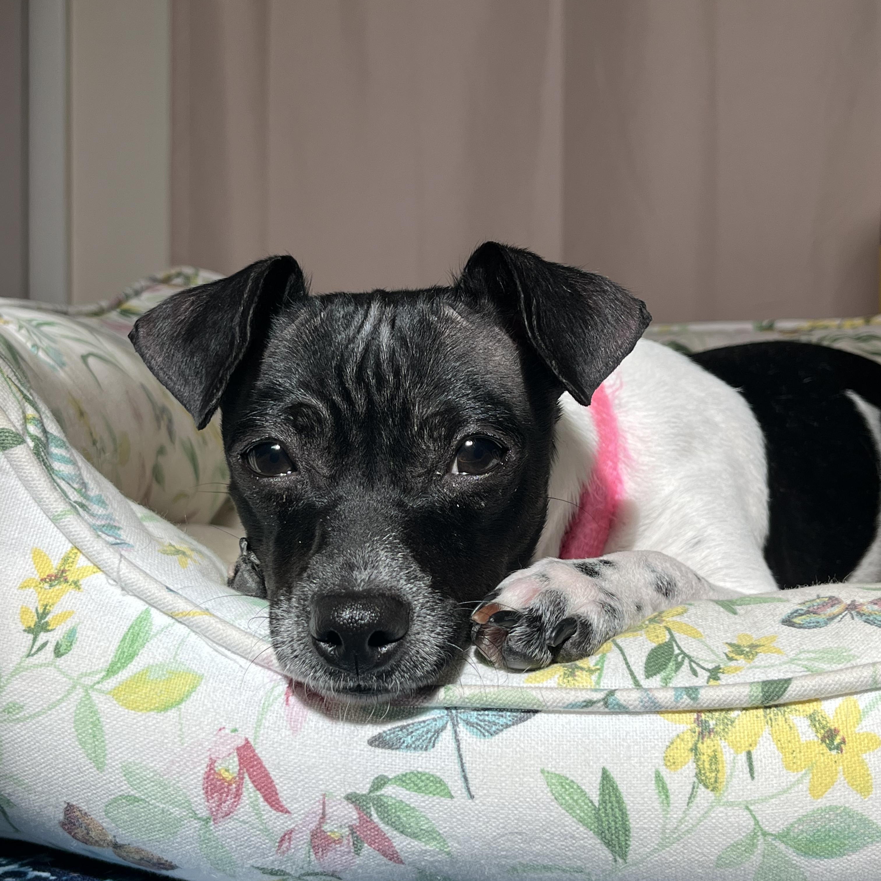 Enlarge SUGAR POPS, a ADOPTABLE mixed breed in Evansville, WI image 3/4