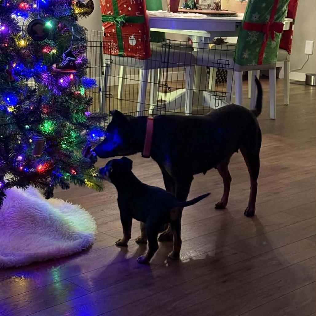 Miracle (Palmer Puppy), Adoptable, Puppy Female Mixed Breed.