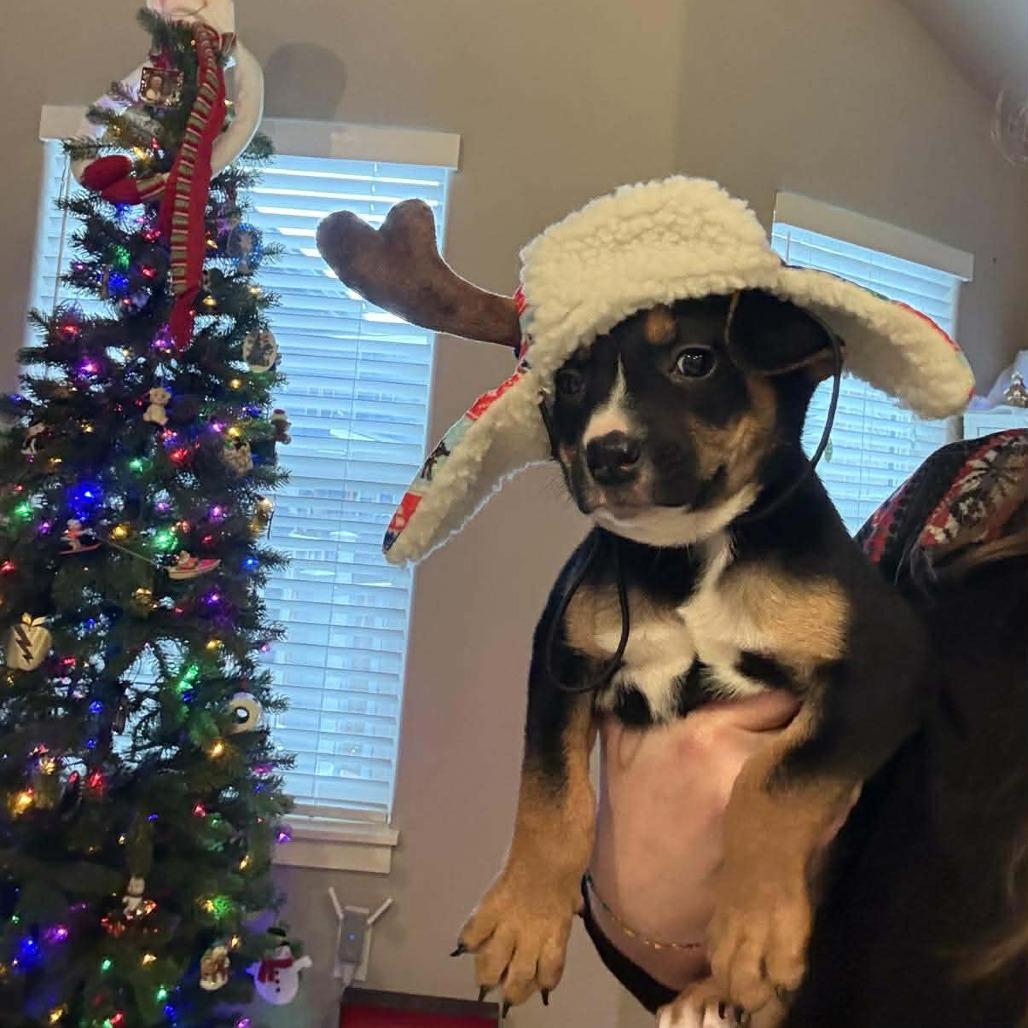 Enlarge Miracle (Palmer Puppy), a Adoptable Mixed Breed in Bend, OR image 2/6