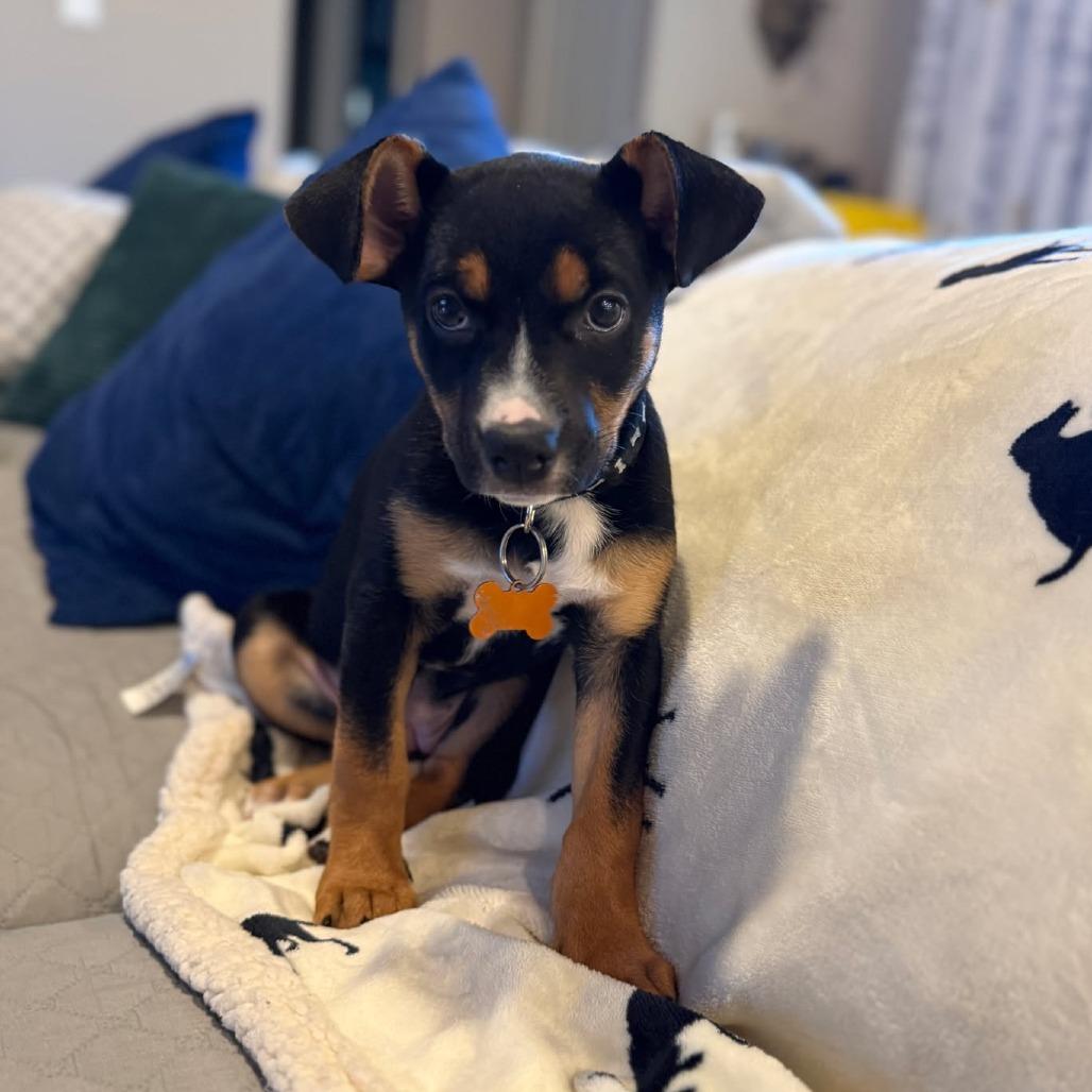 Enlarge Miracle (Palmer Puppy), a Adoptable Mixed Breed in Bend, OR image 3/6